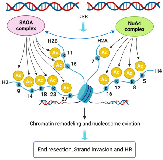The Chromatin Landscape around DNA Double-Strand Breaks in