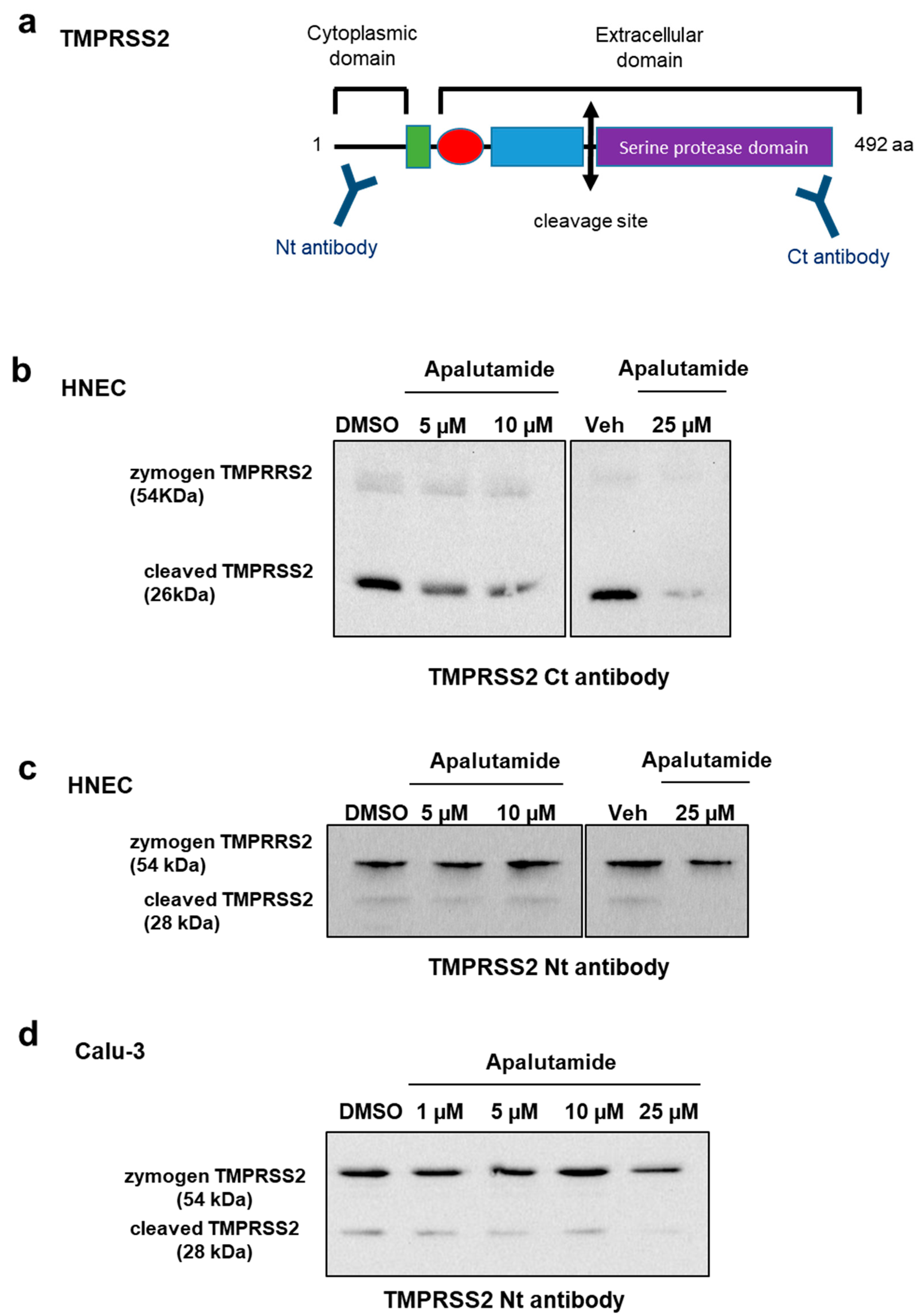 Ijms 24 03288 g006 Ijms 24 03288 g006
