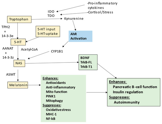 Type I Diabetes Pathoetiology and Pathophysiology: Roles of
