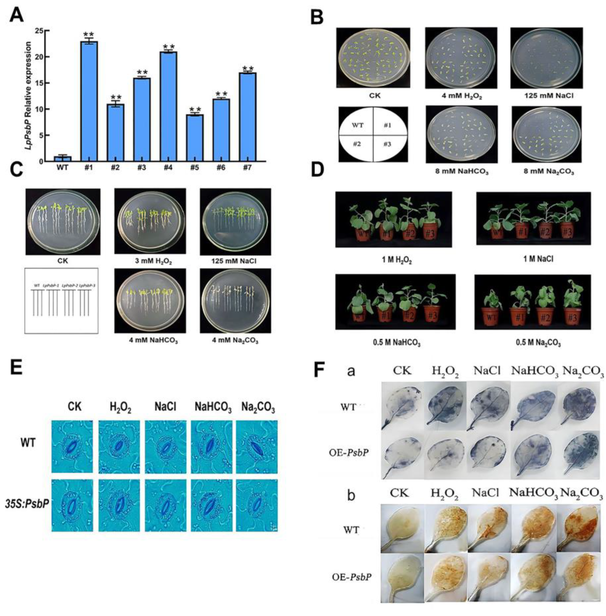 Ijms 24 03311 g004 550
