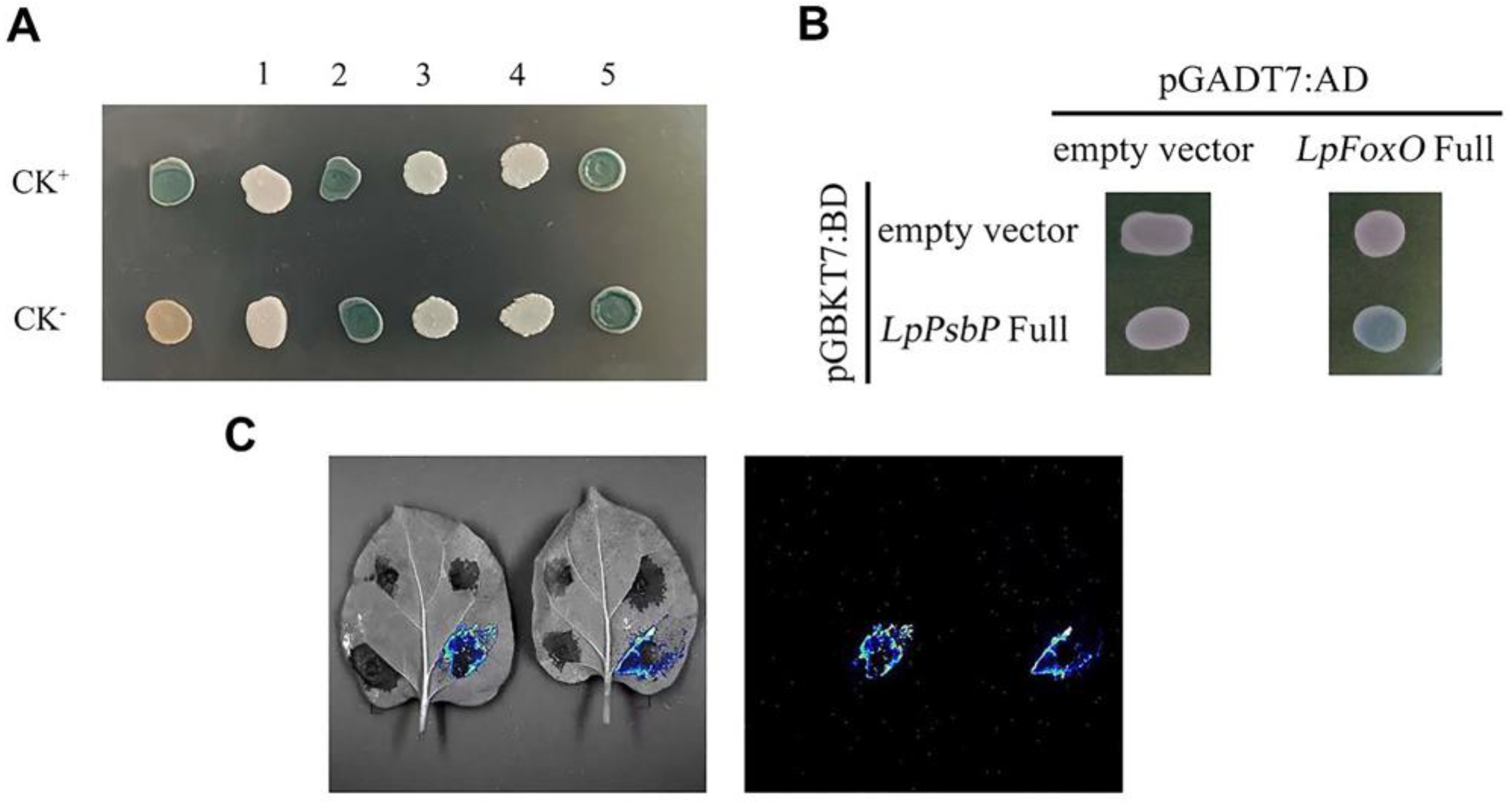 Ijms 24 03311 g006 550