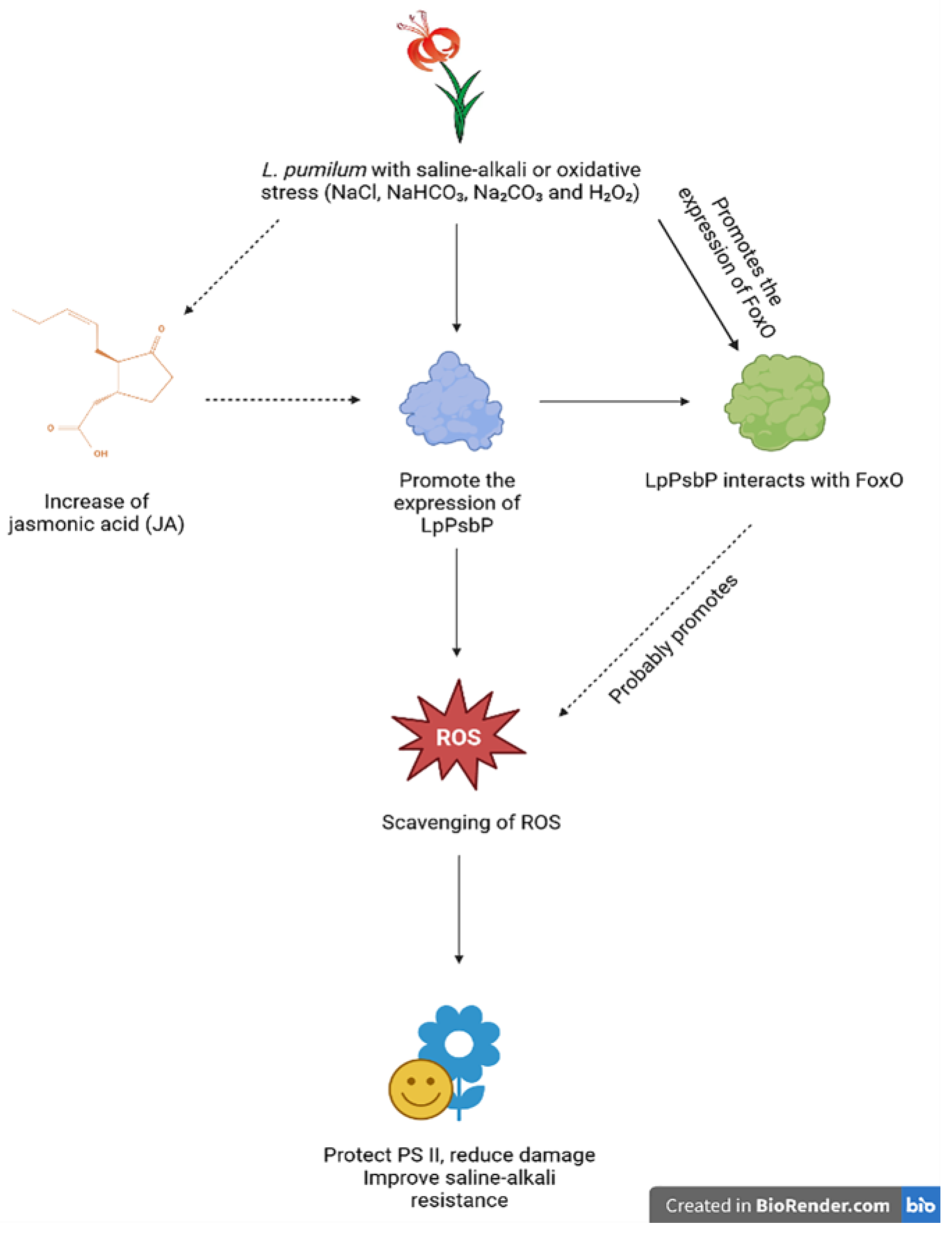 Ijms 24 03311 g008 550