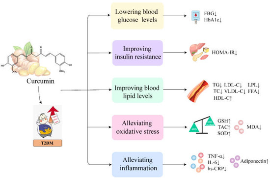 Therapeutic Effect of Curcumin on Metabolic Diseases: Evidence from ...