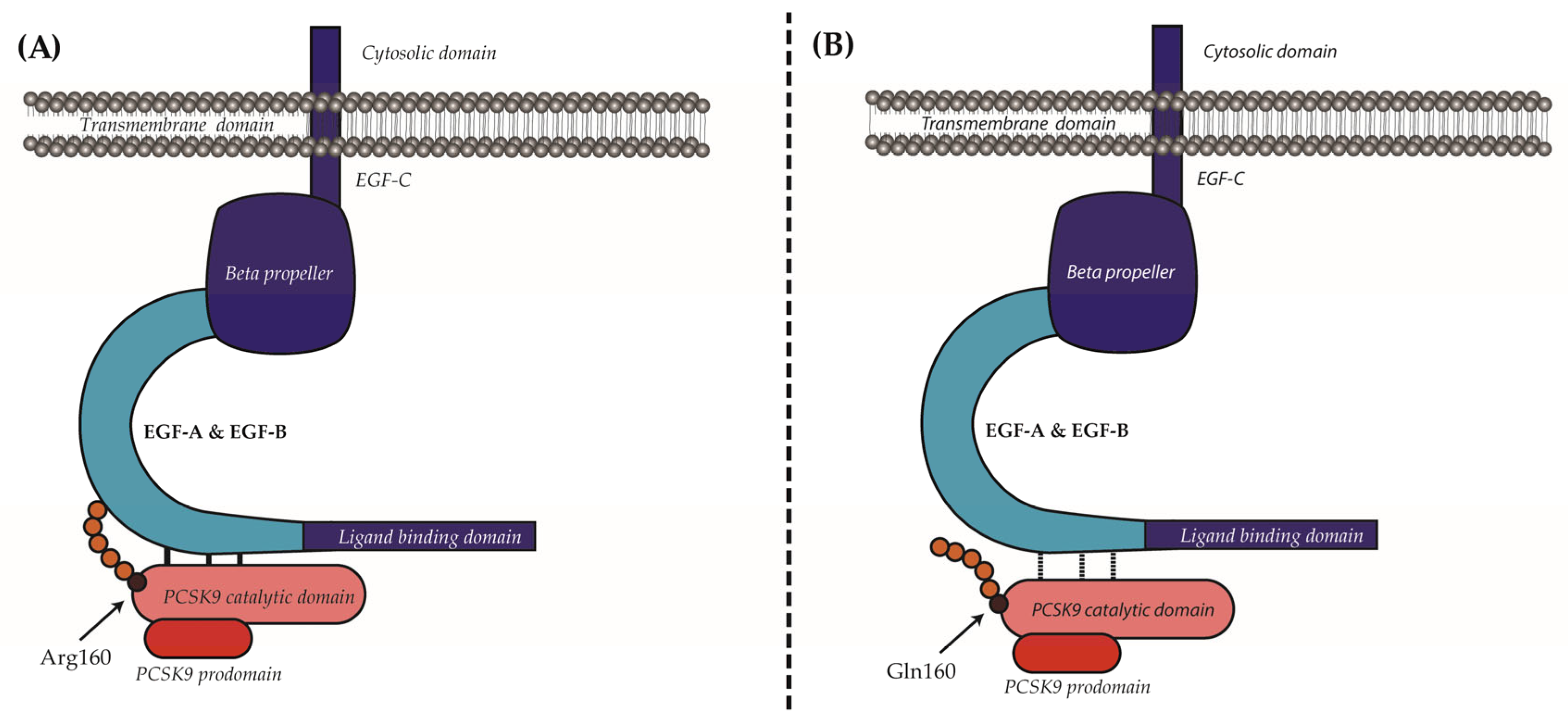Ijms 24 03330 g006 550