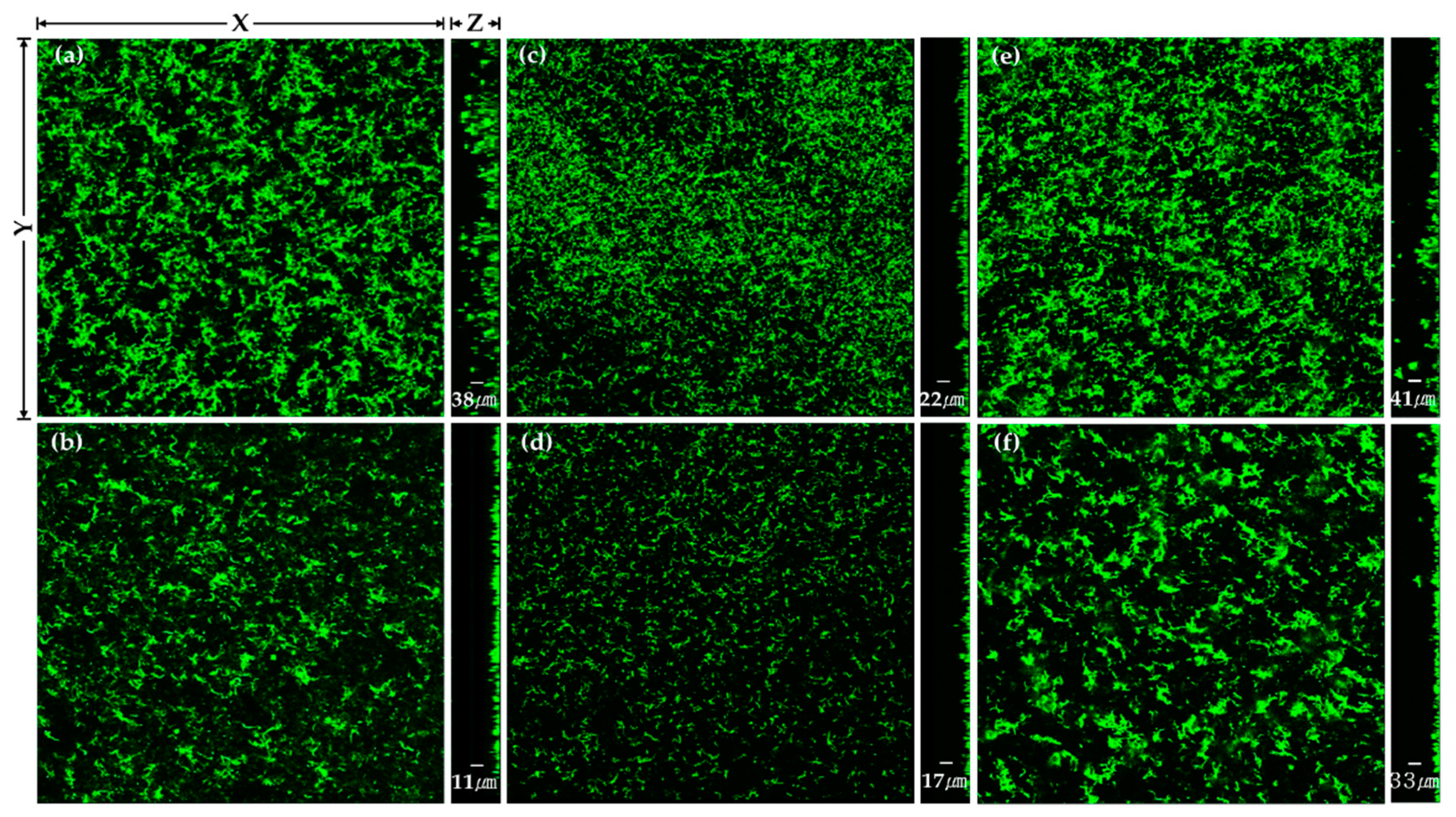 Ijms 24 03335 g005 550