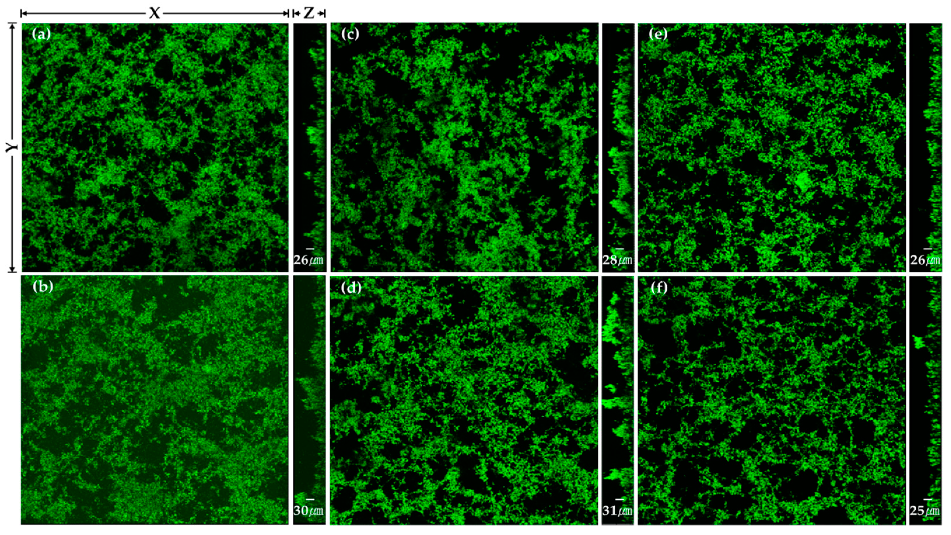 Ijms 24 03335 g006 550