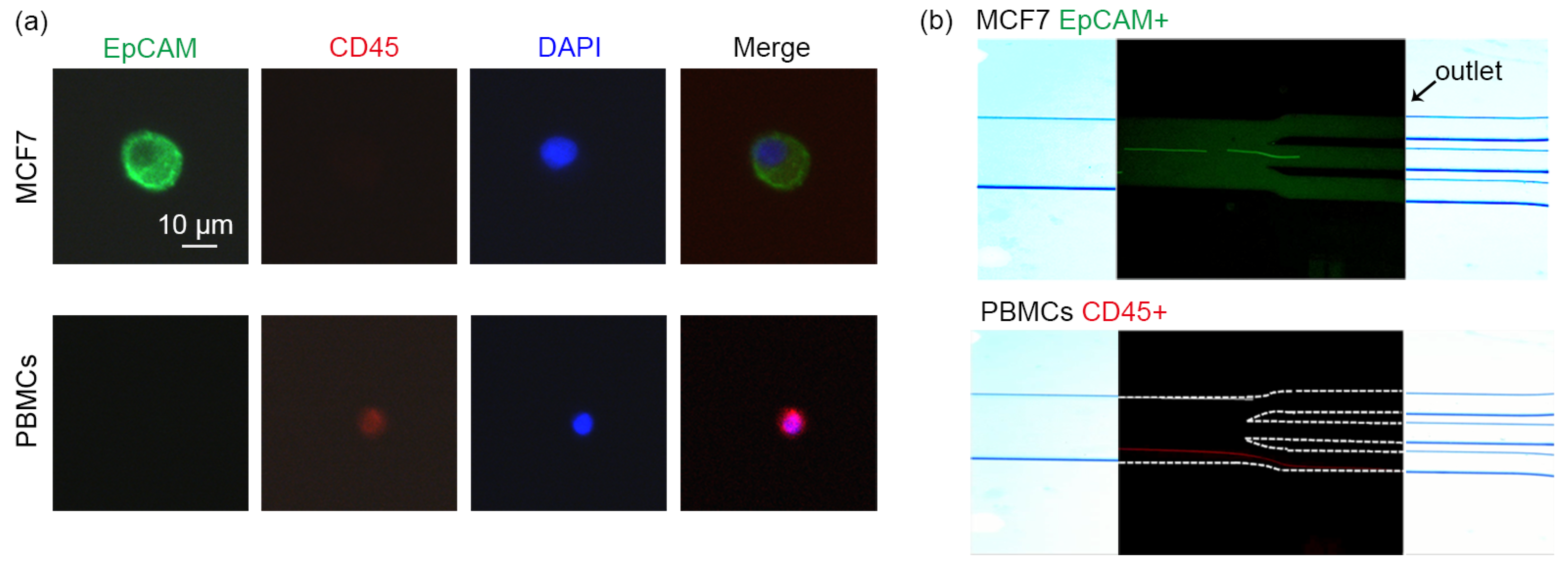 Ijms 24 03338 g003 Ijms 24 03338 g003
