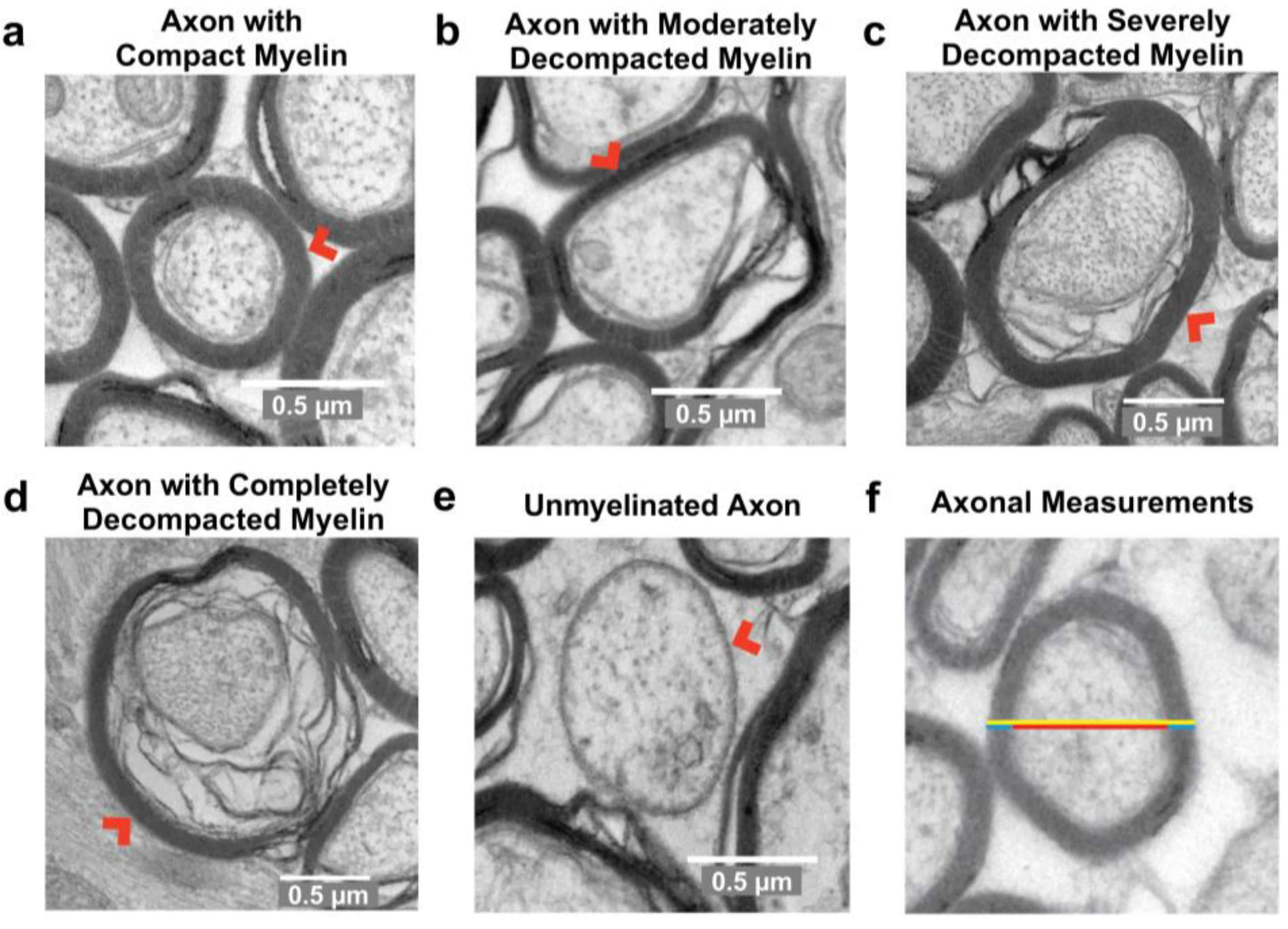 Ijms 24 03343 g002 550