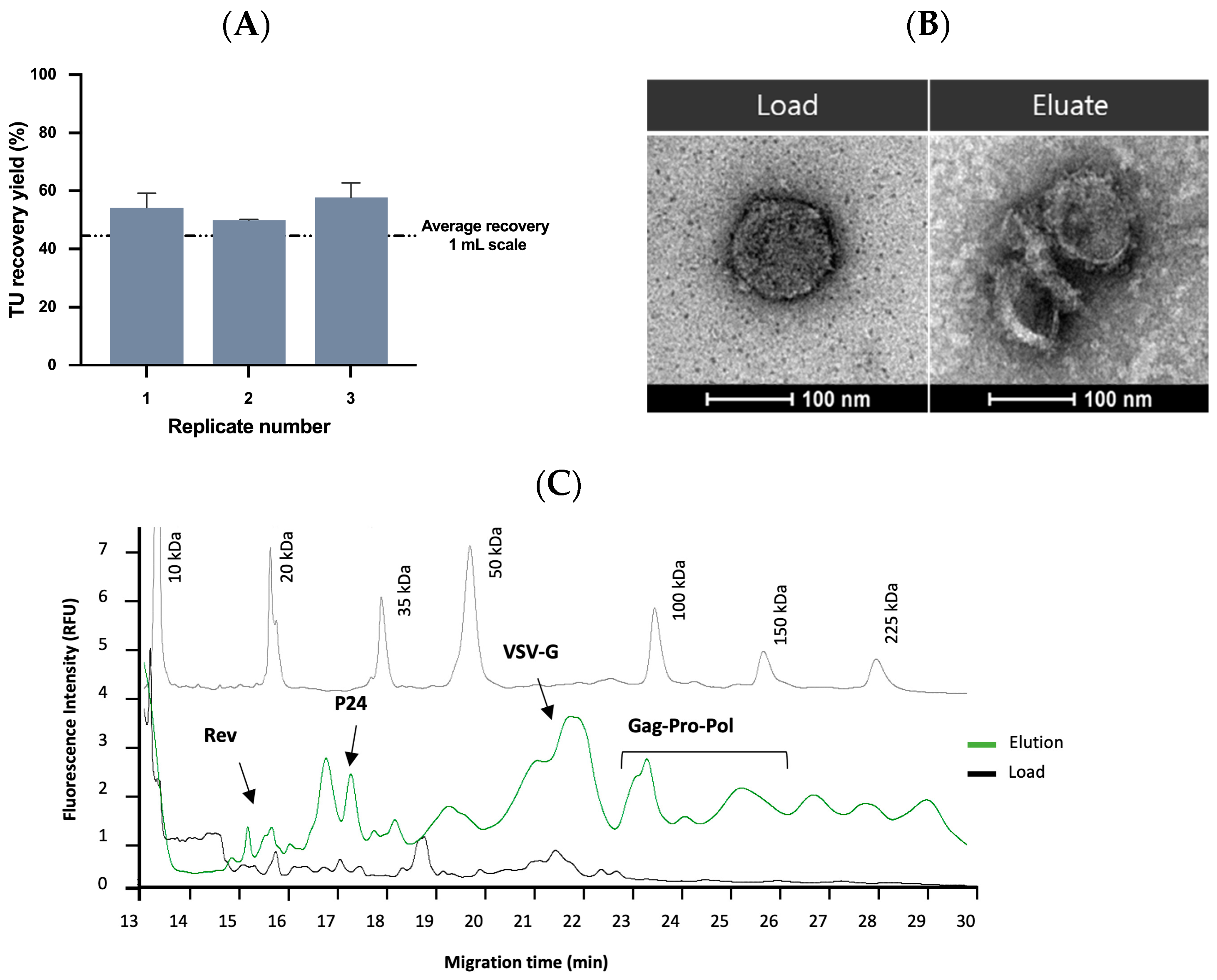 Ijms 24 03354 g006 Ijms 24 03354 g006
