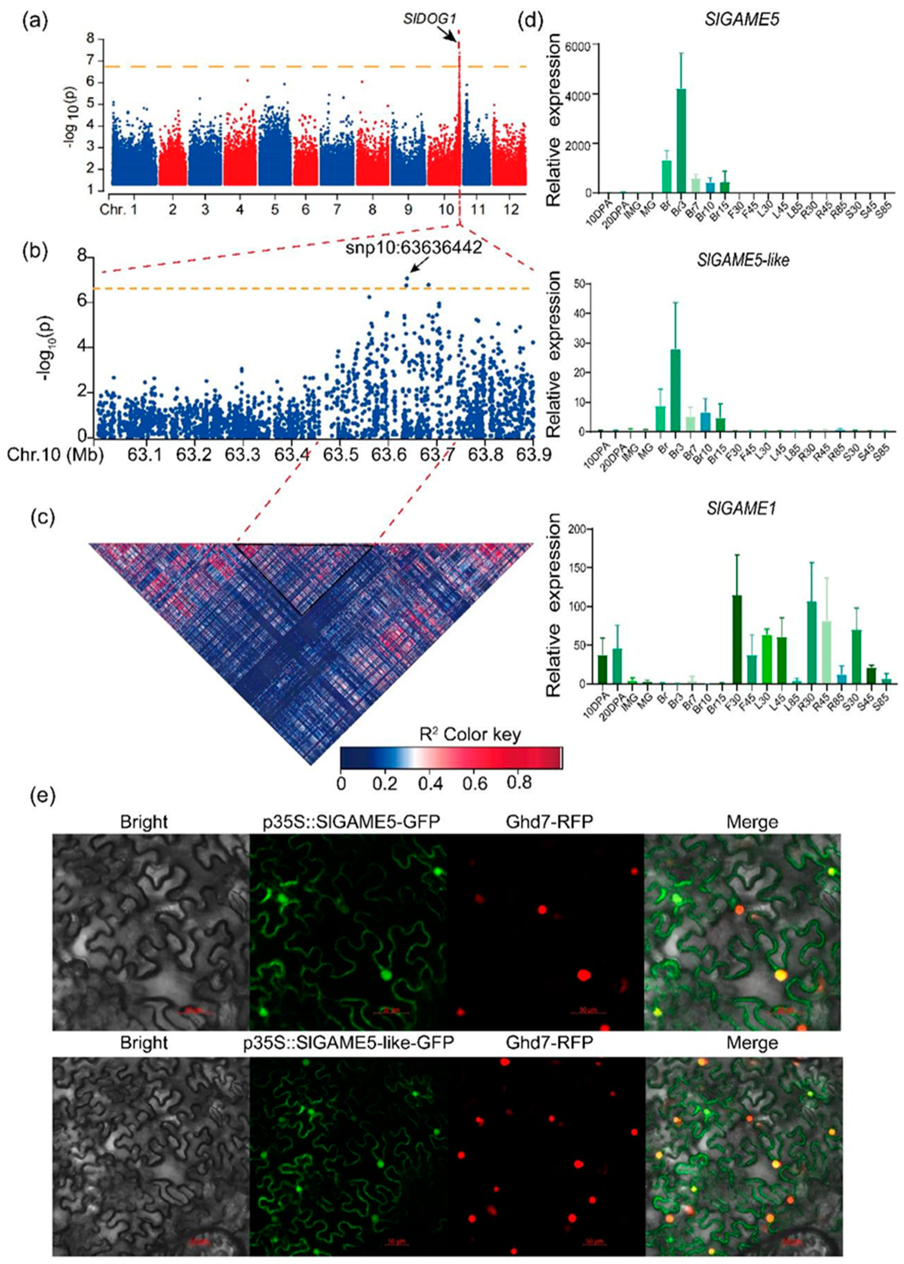 The SlDOG1 Affect Biosynthesis of Steroidal Glycoalkaloids