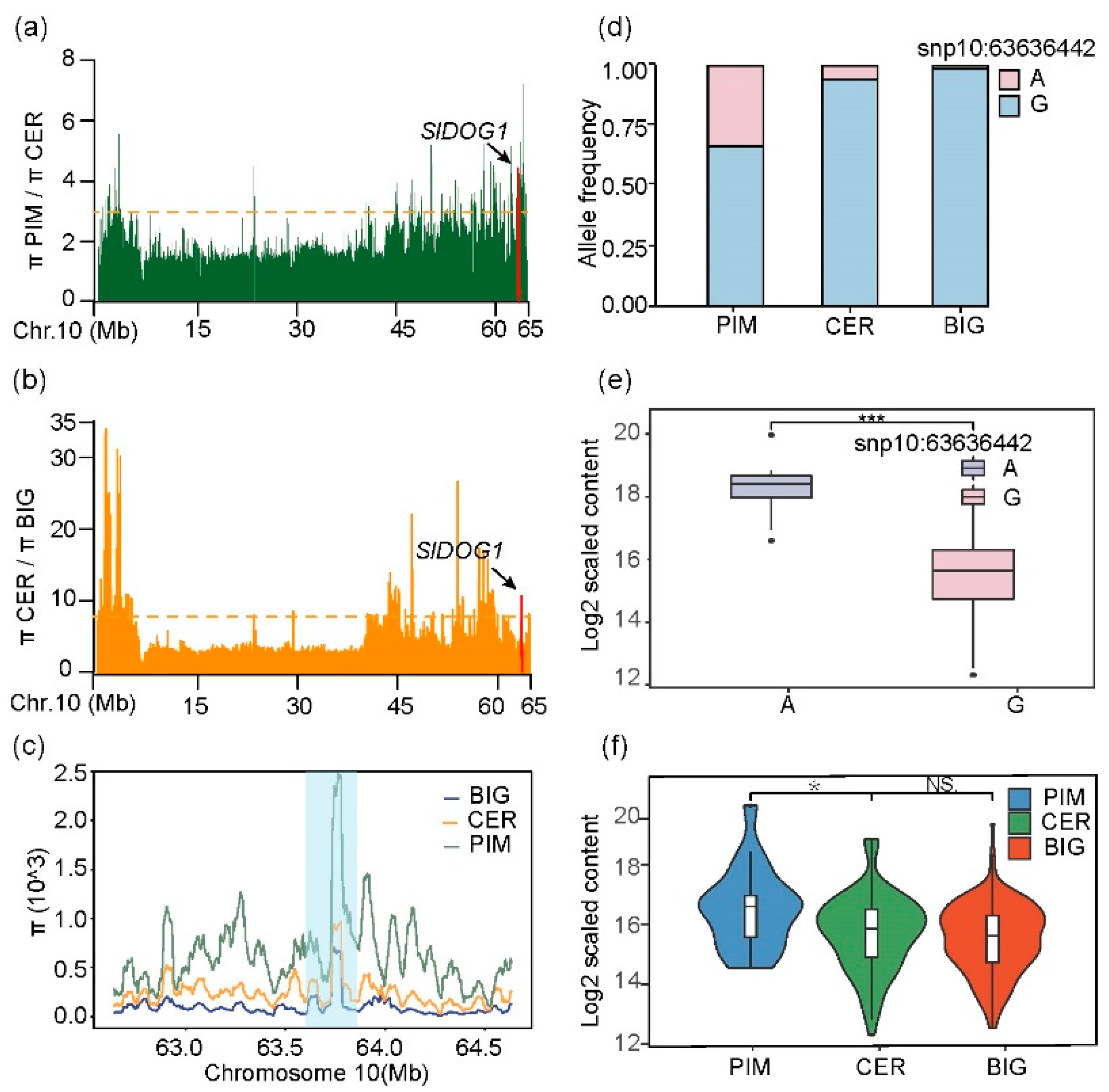The SlDOG1 Affect Biosynthesis of Steroidal Glycoalkaloids