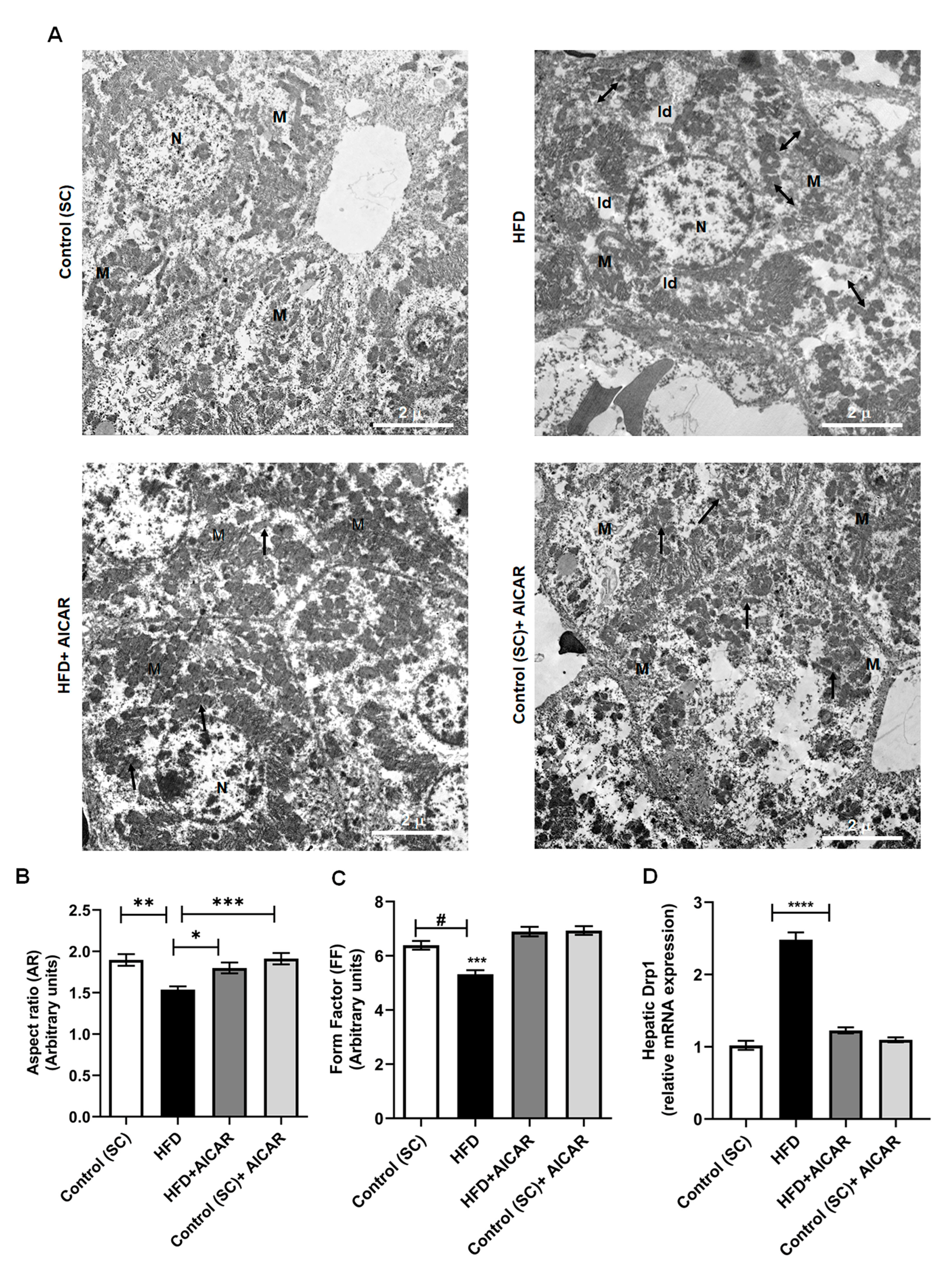 Ijms 24 03367 g004 Ijms 24 03367 g004