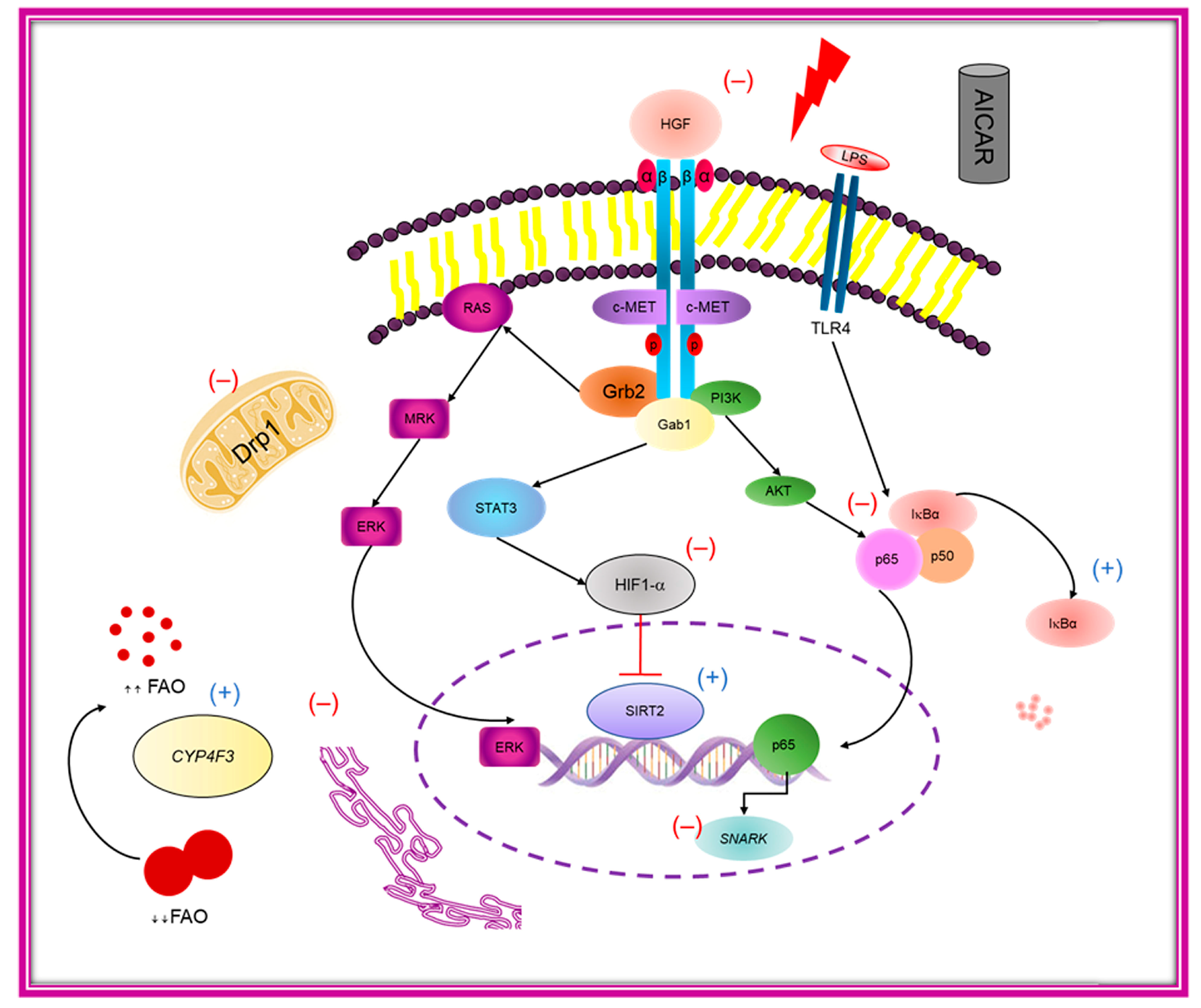 Ijms 24 03367 g008 Ijms 24 03367 g008