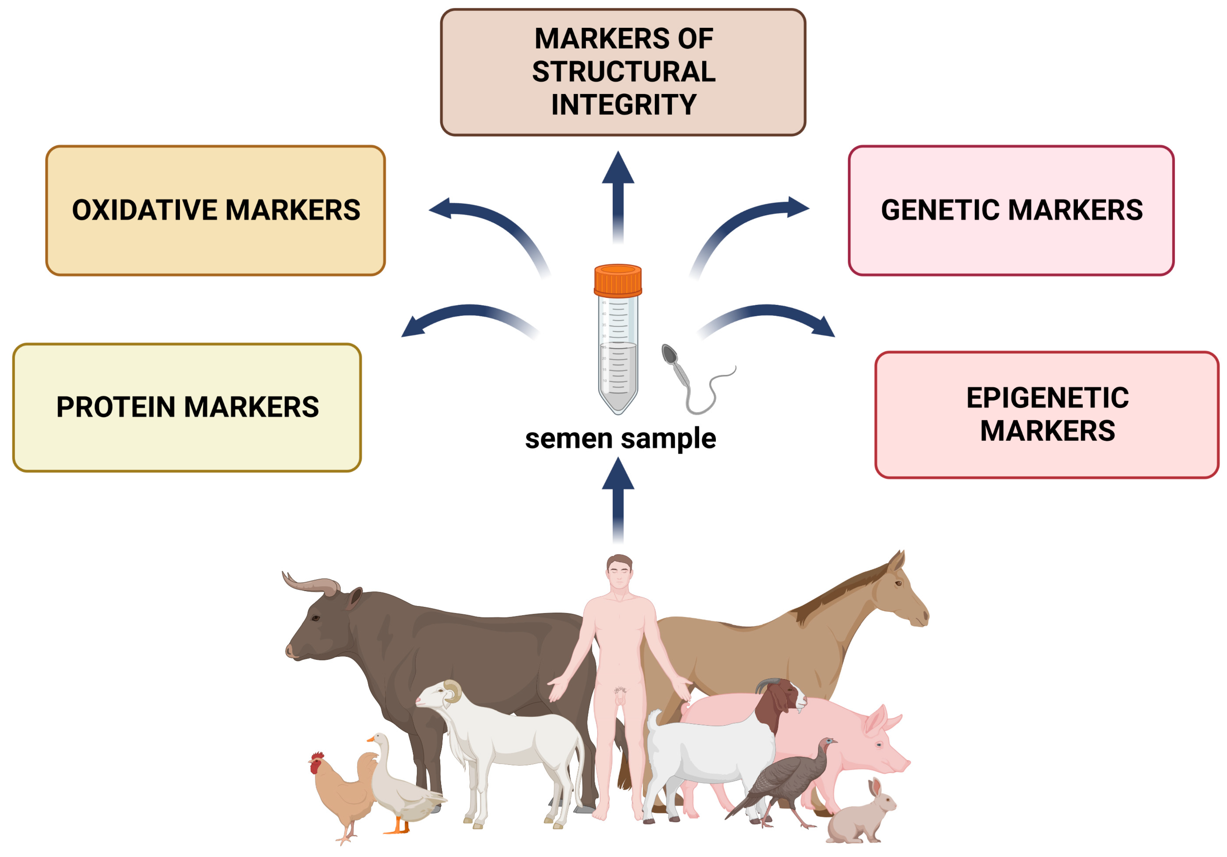 Molecular markers a new paradigm in the prediction of sperm freezability