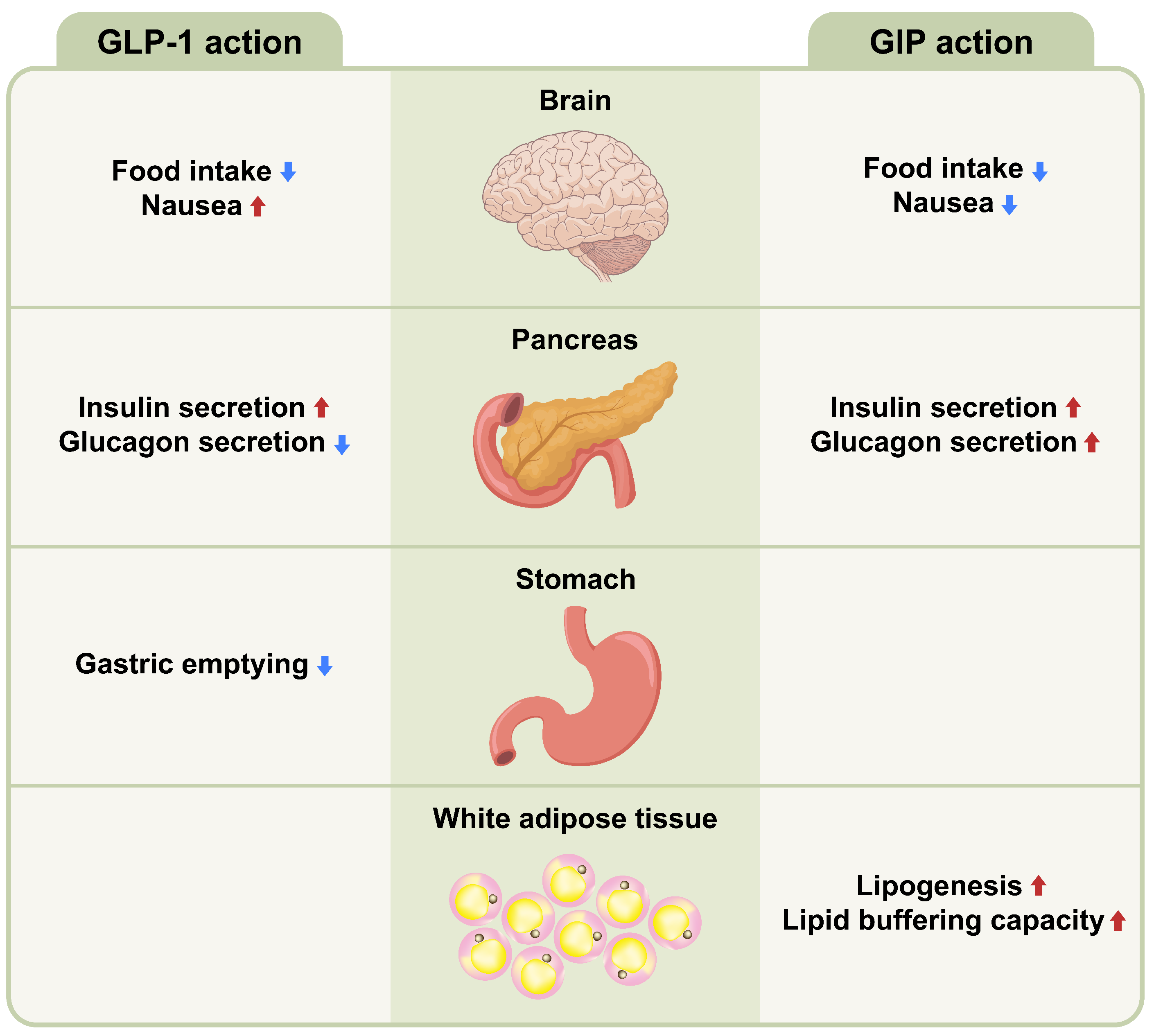 Ijms 24 03384 g002 Ijms 24 03384 g002