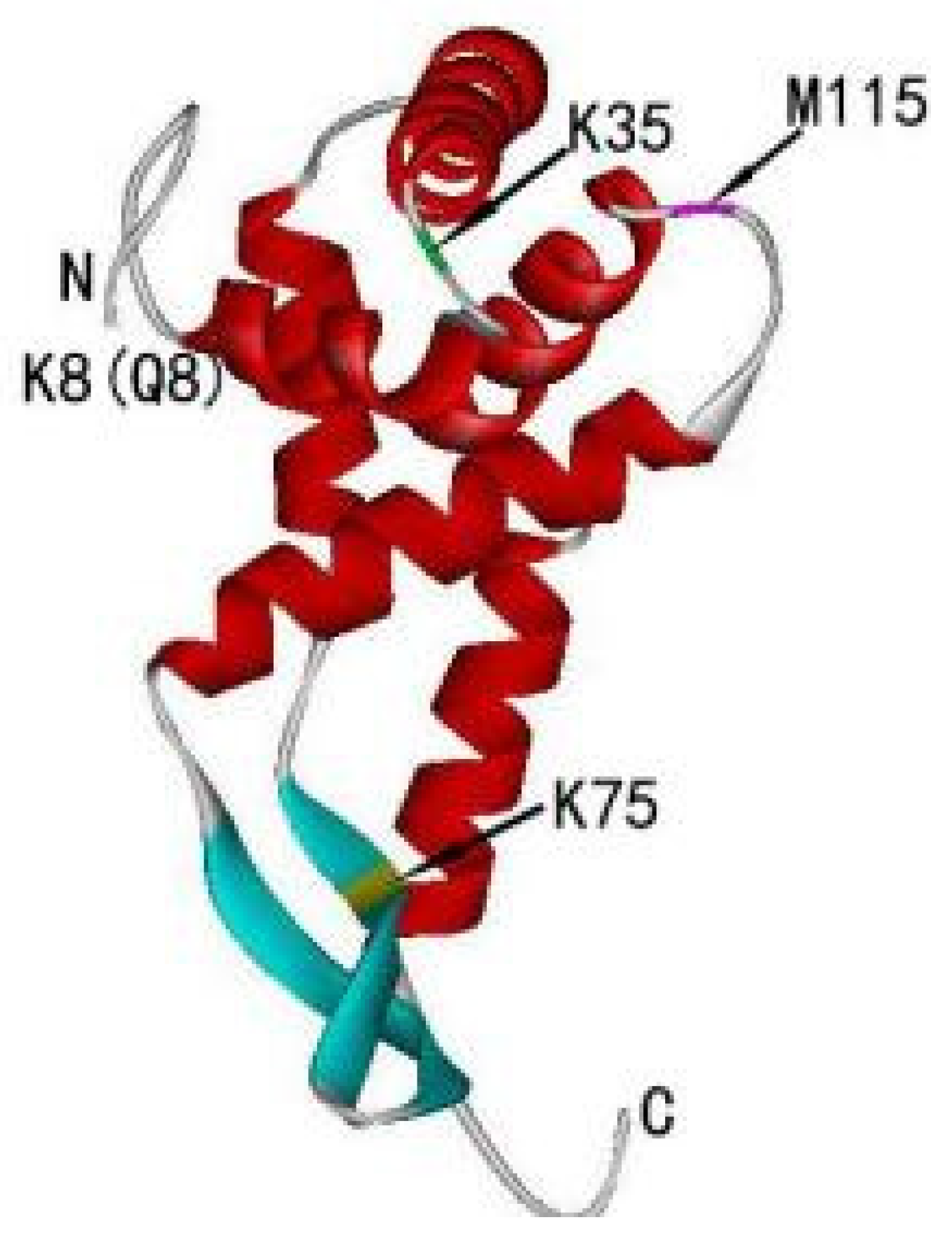 Eukaryotic Ribosomal Protein S5 of the 40S Subunit Eukaryotic Ribosomal Protein S5 of the 40S Subunit