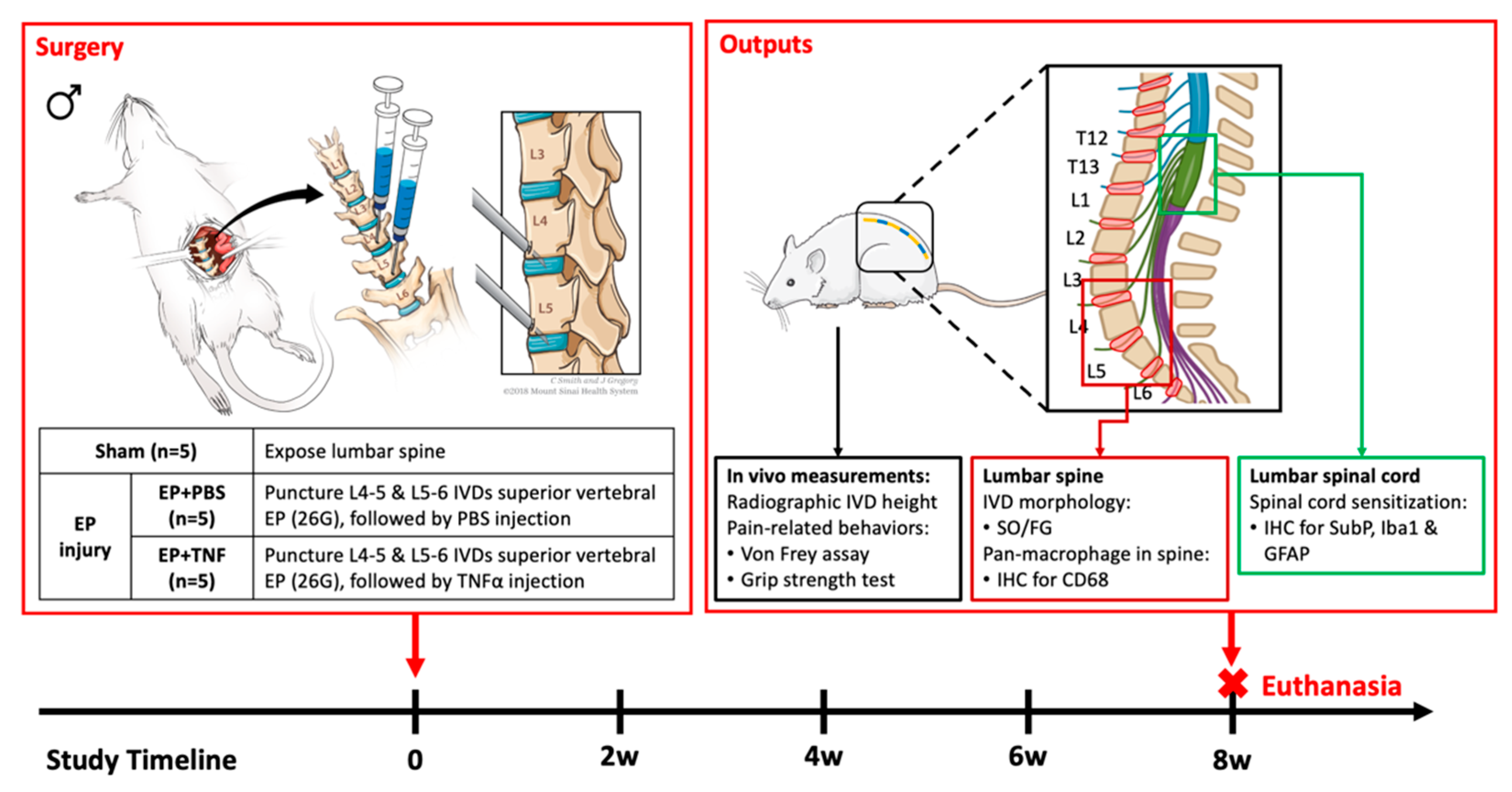 IJMS Free Full Text Spinal Cord Sensitization And Spinal ijms-free-full-text-spinal-cord-sensitization-and-spinal