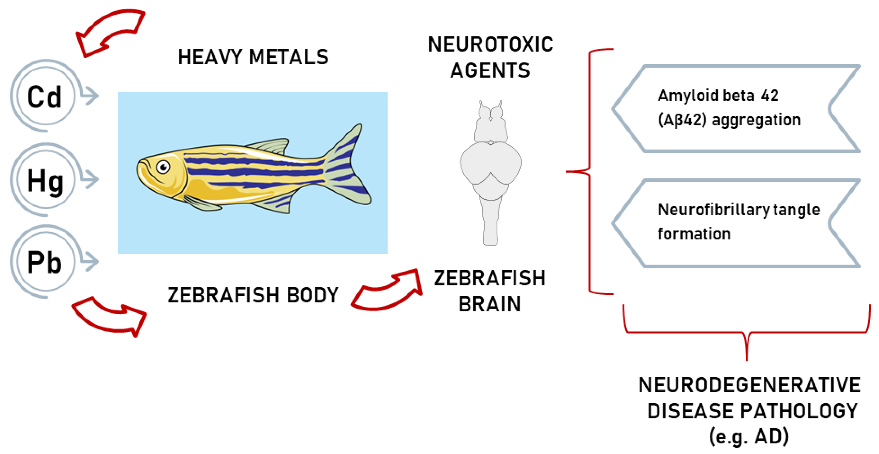 Zebrafish: A Practical Guide to Husbandry, Welfare and