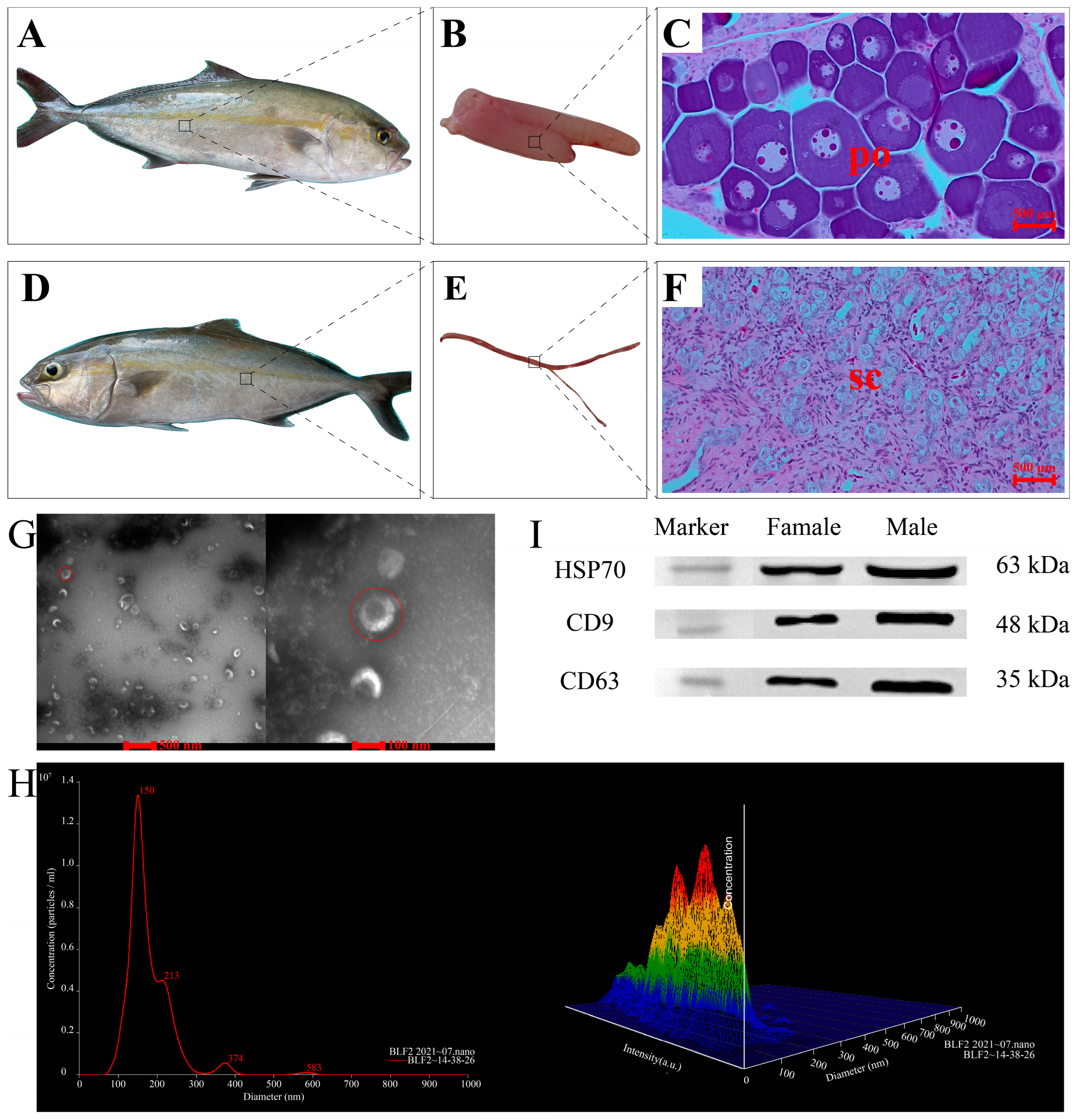 IJMS Free Full-Text Sex-Inclined Piwi-Interacting RNAs in Serum Exosomes for Sex Determination in the Greater Amberjack (Seriola dumerili)