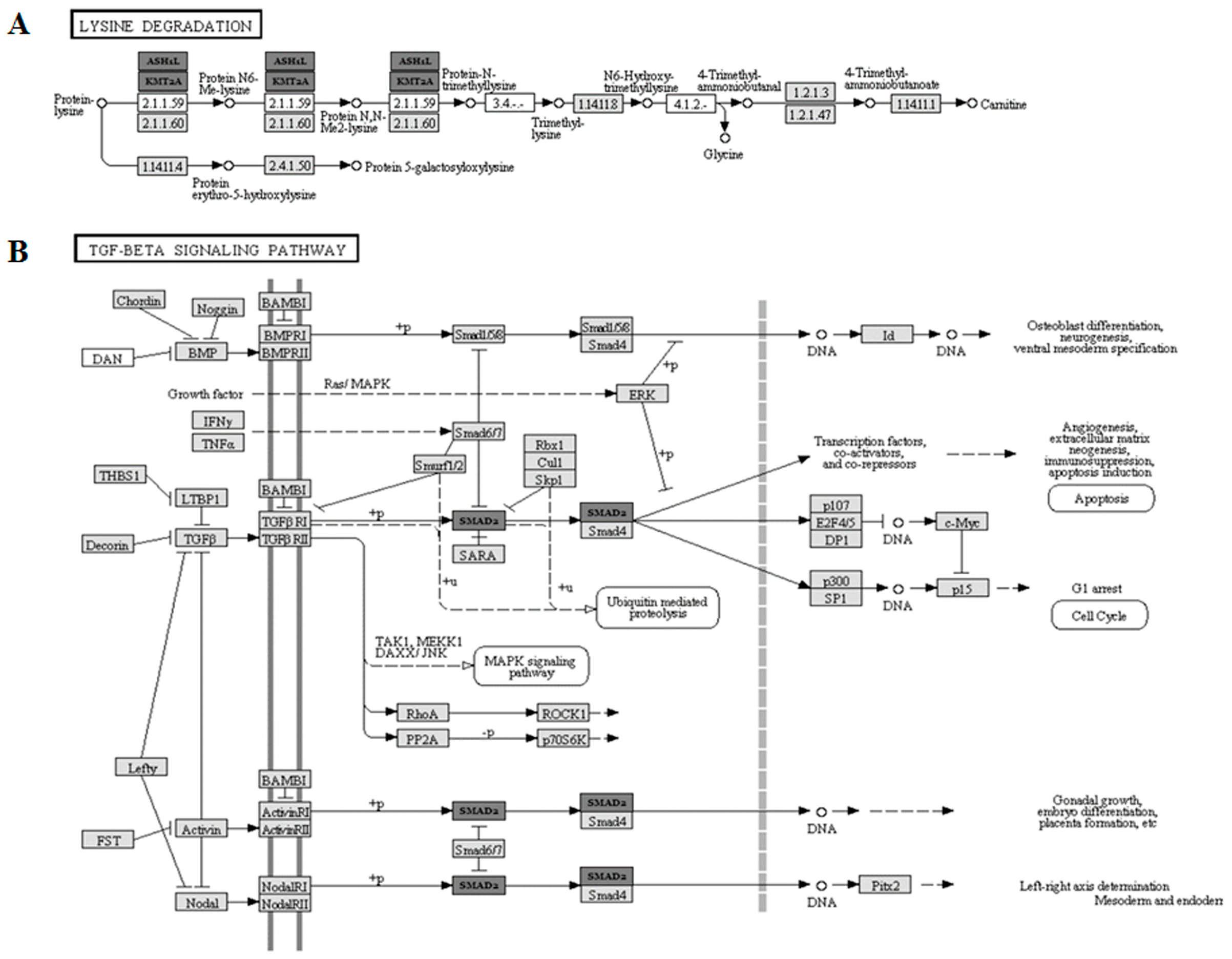 Ijms 24 03457 g006 Ijms 24 03457 g006