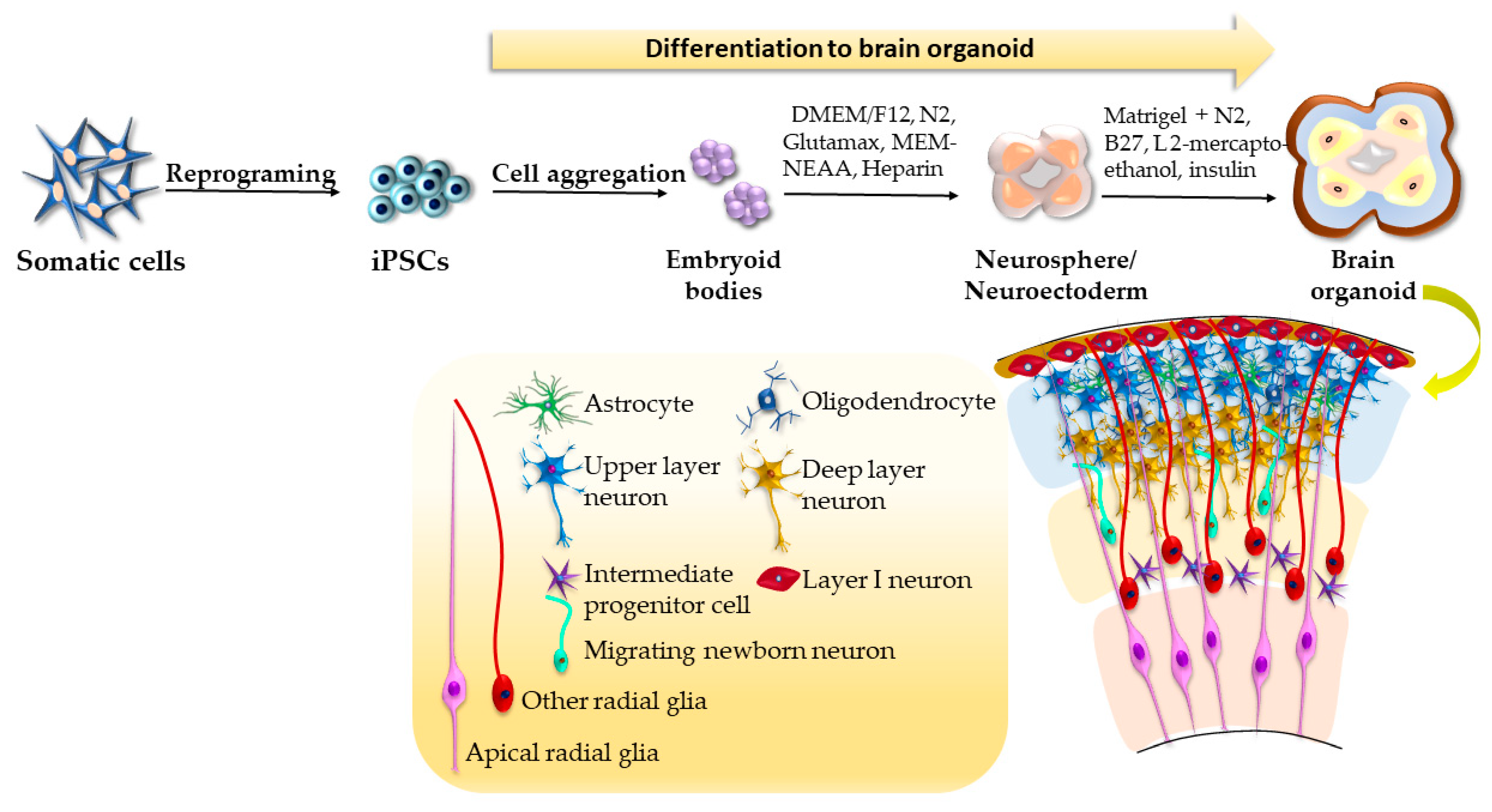 Ijms 24 03459 g002 Ijms 24 03459 g002