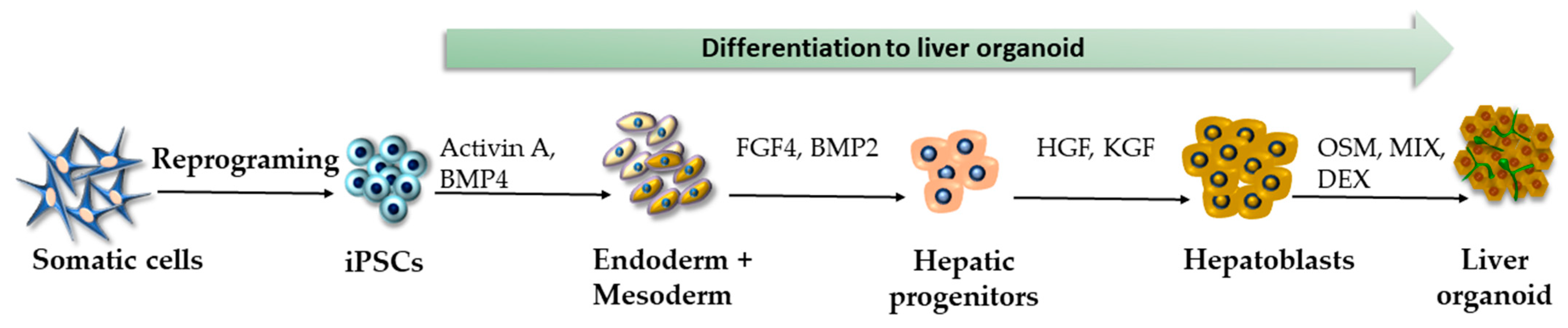 Ijms 24 03459 g004 Ijms 24 03459 g004