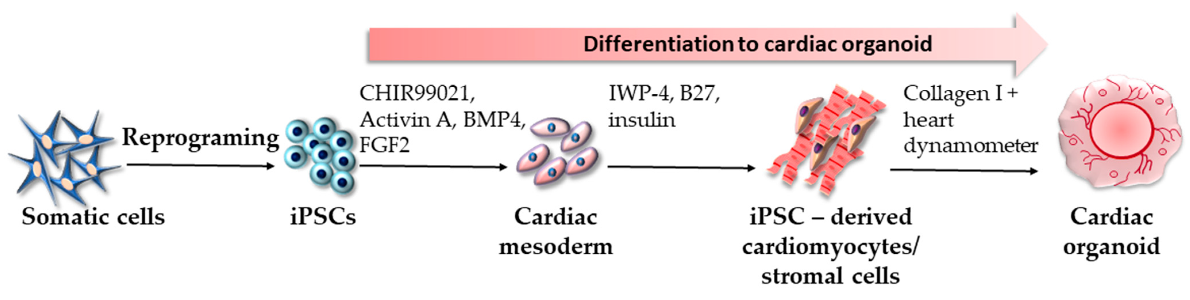 Ijms 24 03459 g005 Ijms 24 03459 g005