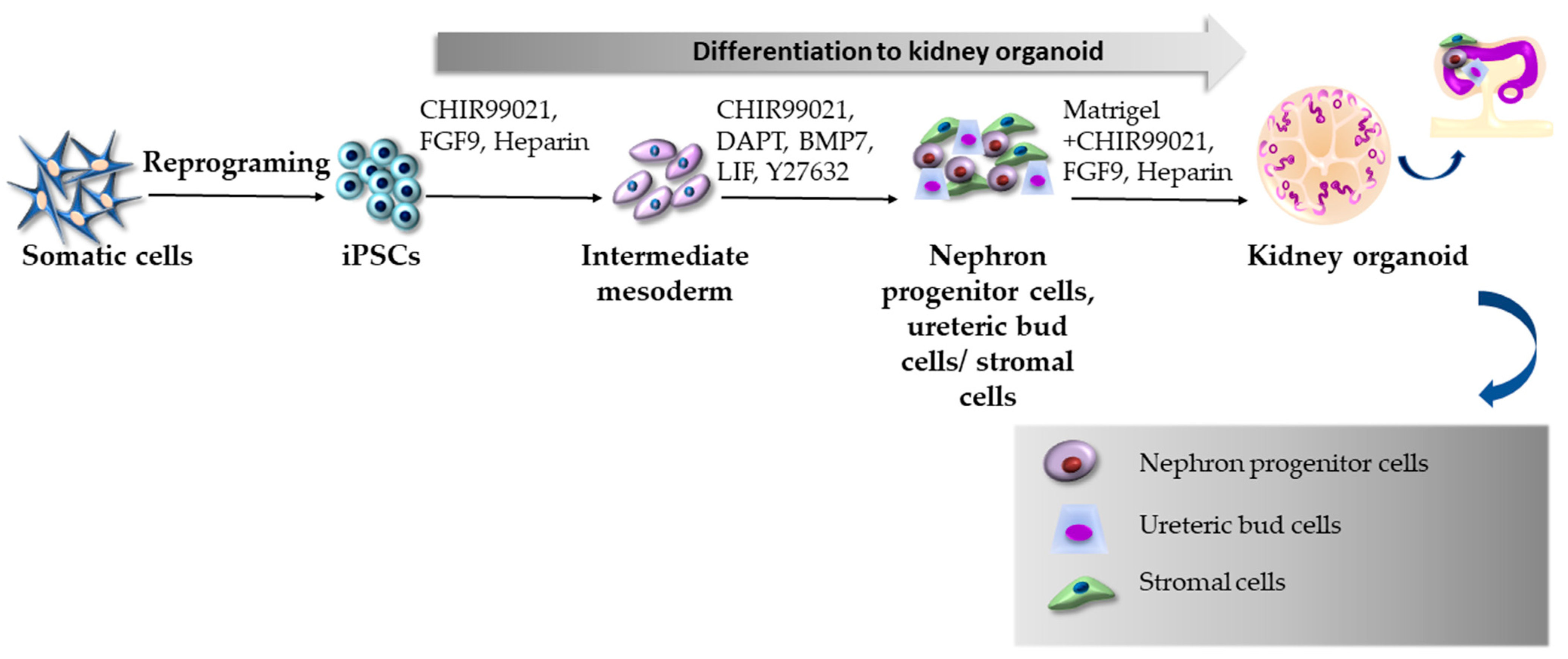 Ijms 24 03459 g006 Ijms 24 03459 g006