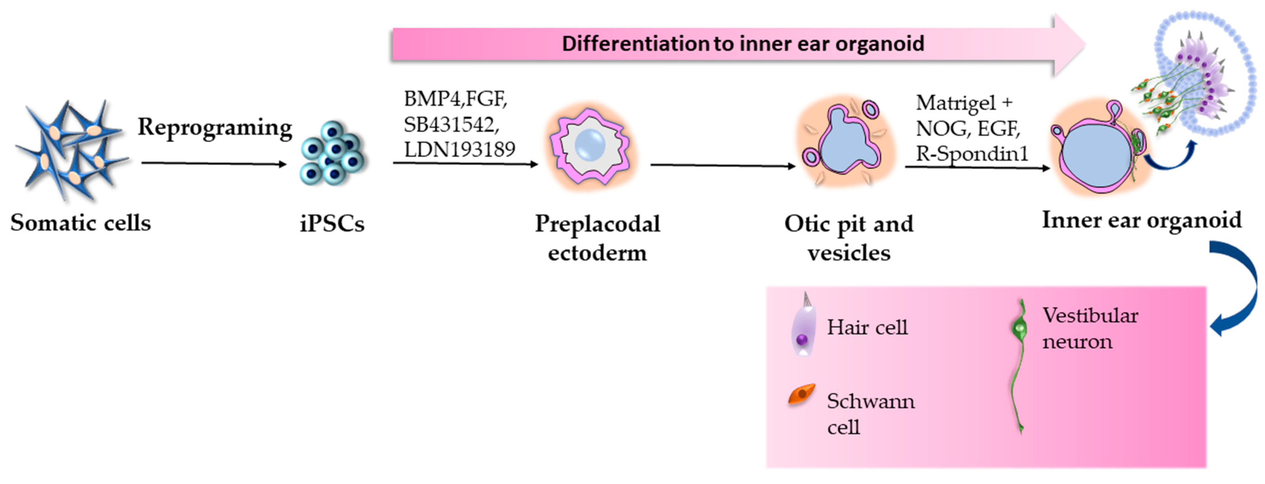 Ijms 24 03459 g007 Ijms 24 03459 g007