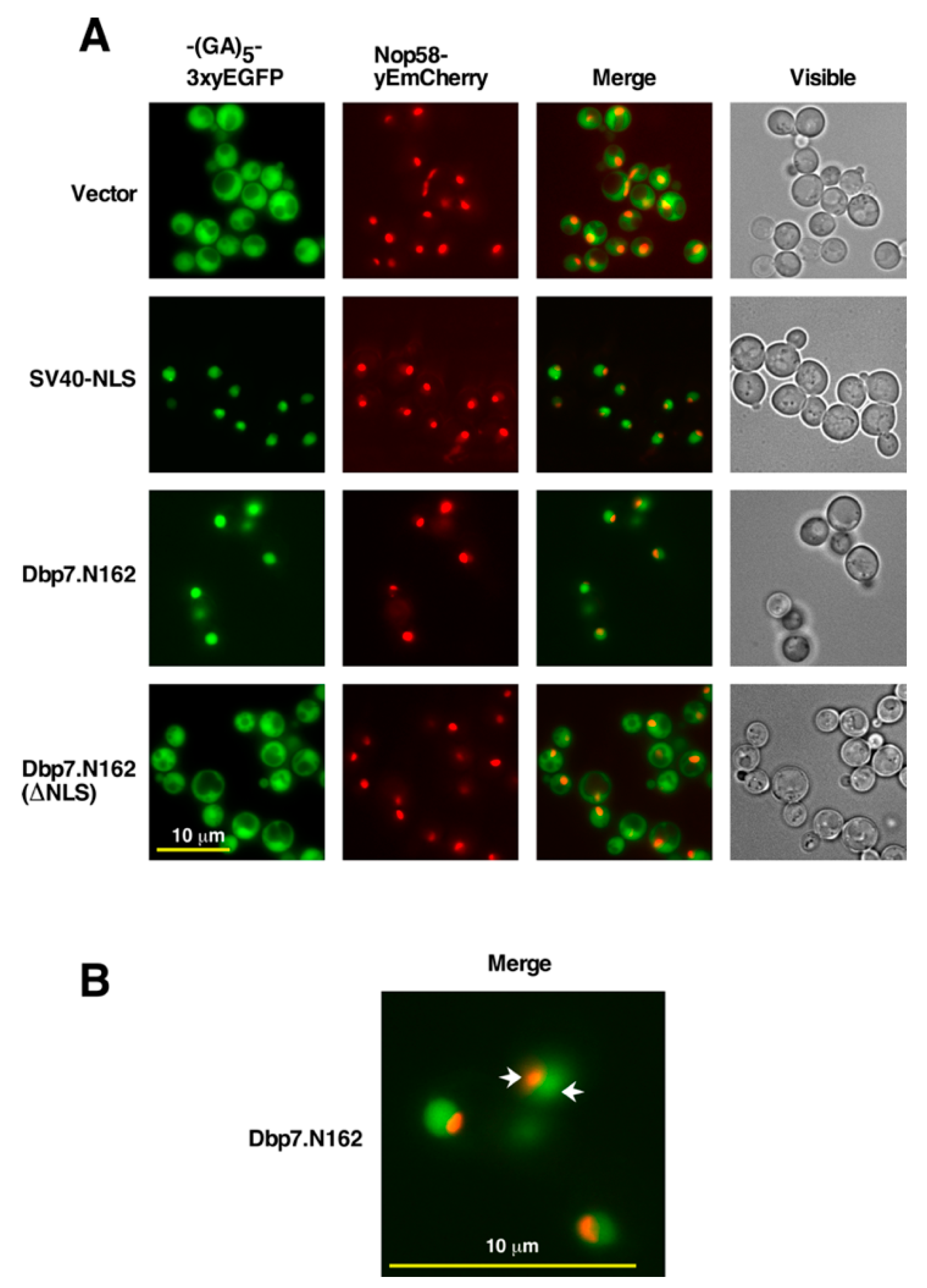 Ijms 24 03460 g004 Ijms 24 03460 g004
