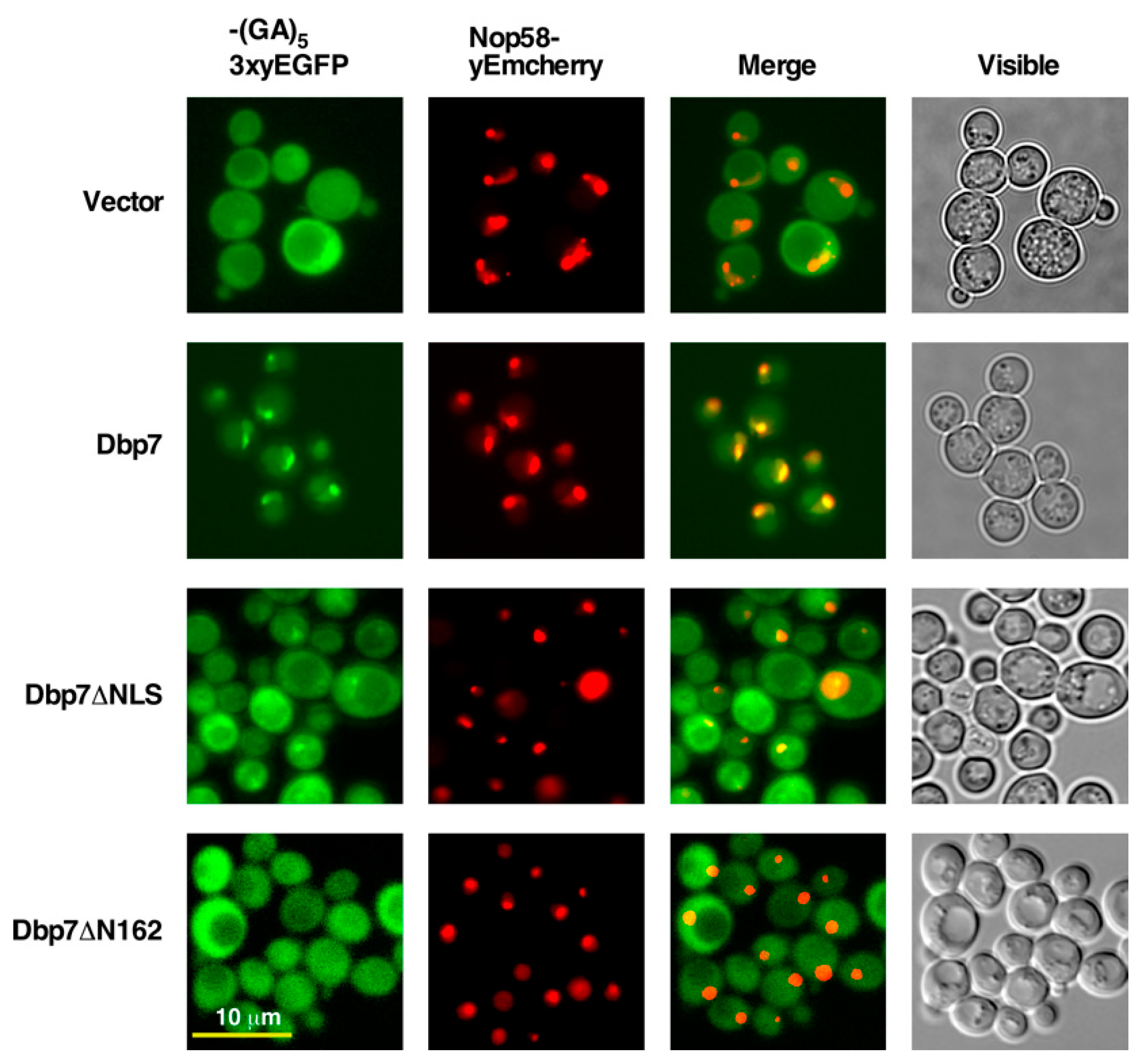 Ijms 24 03460 g006 Ijms 24 03460 g006