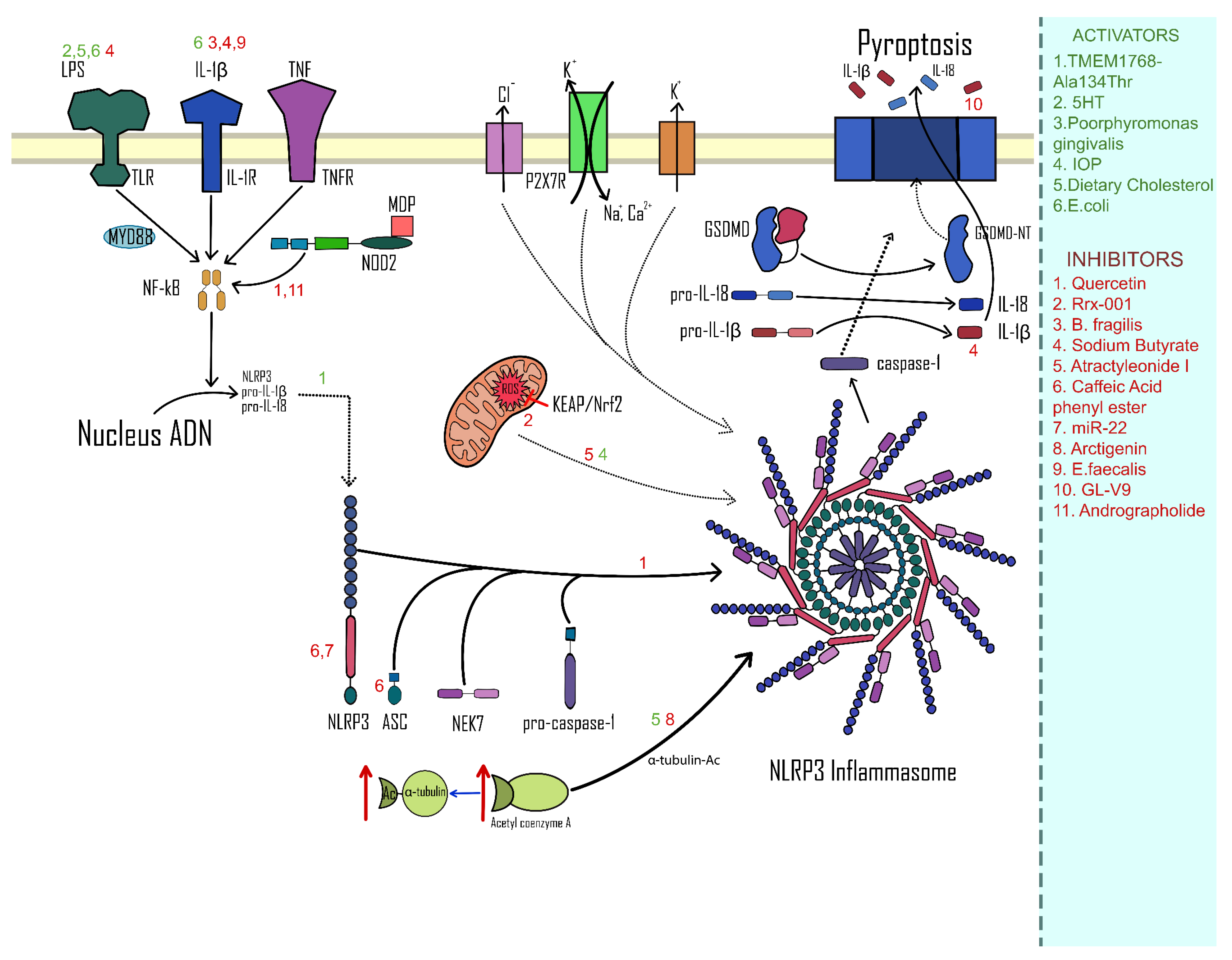 Ijms 24 03472 g002 Ijms 24 03472 g002