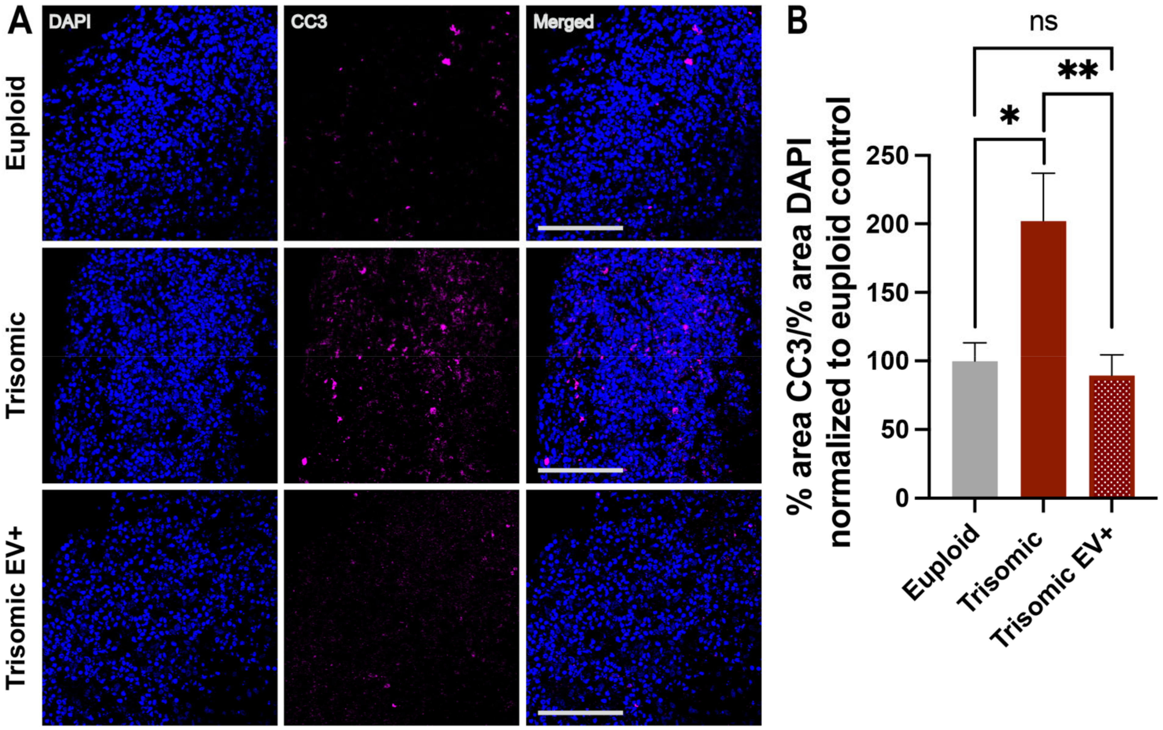 Ijms 24 03477 g005 Ijms 24 03477 g005