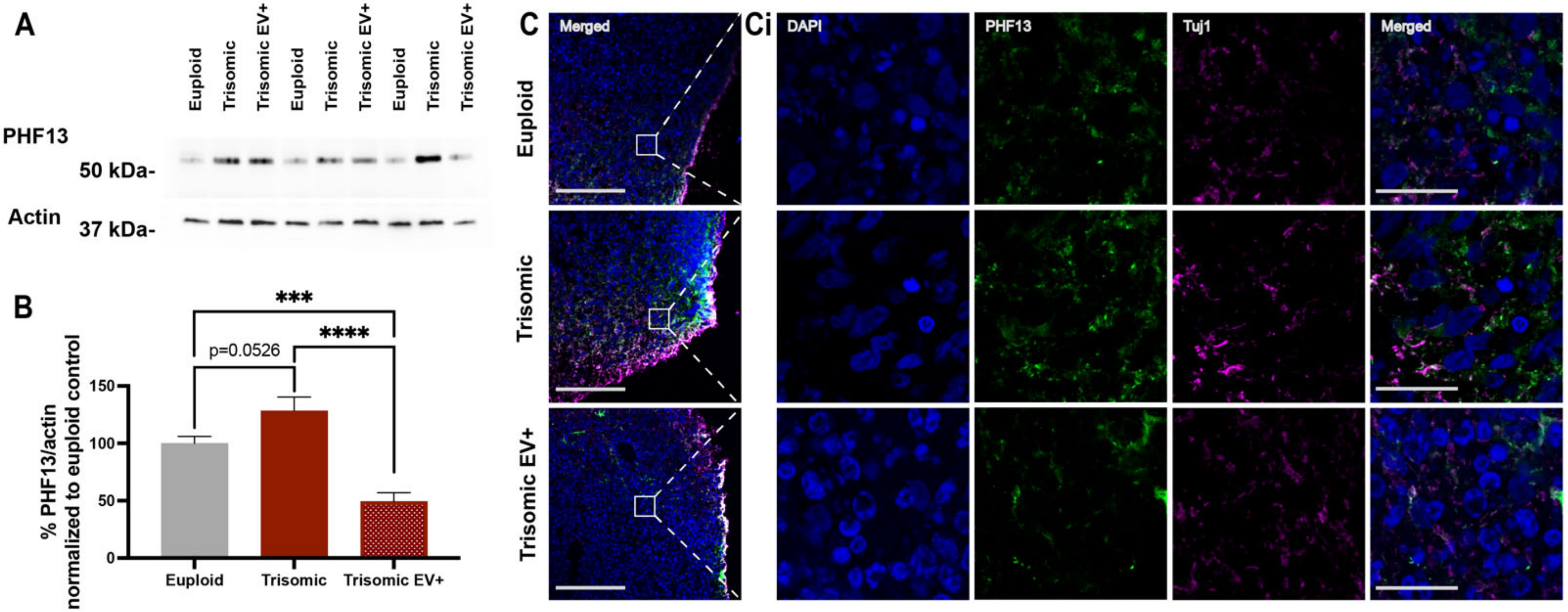 Ijms 24 03477 g007 Ijms 24 03477 g007
