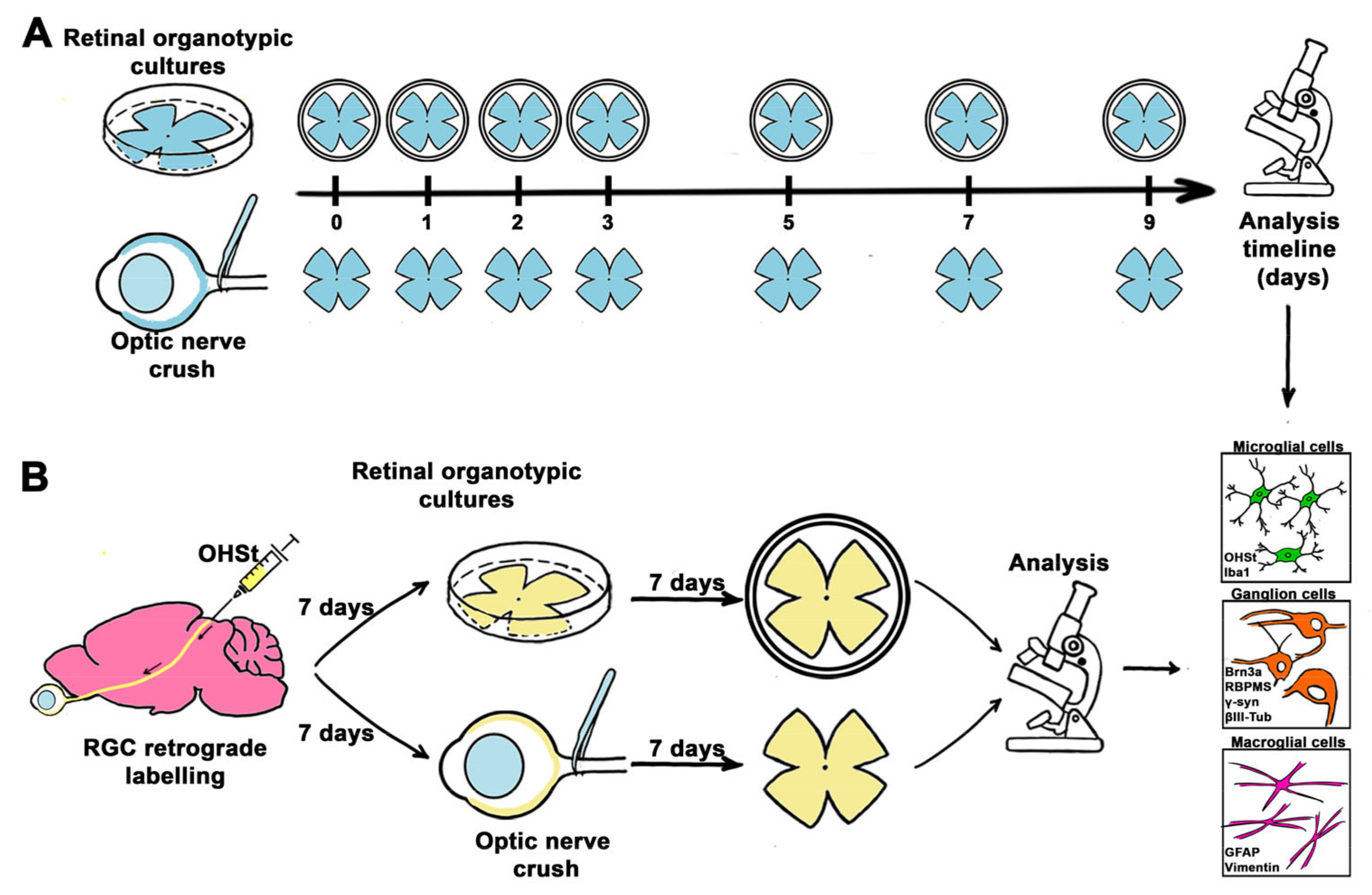 Ijms 24 03481 g001 Ijms 24 03481 g001