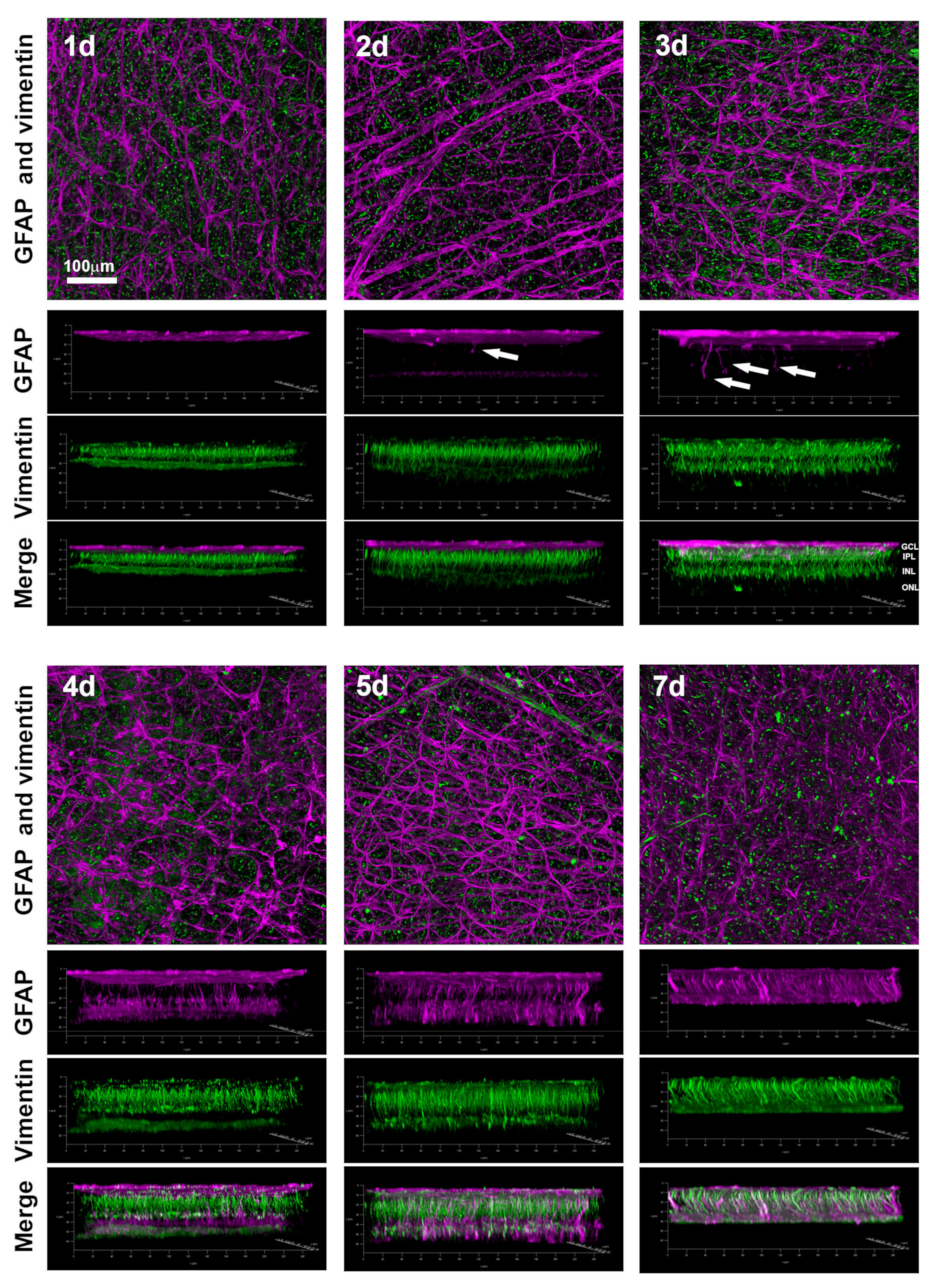 Ijms 24 03481 g006 Ijms 24 03481 g006