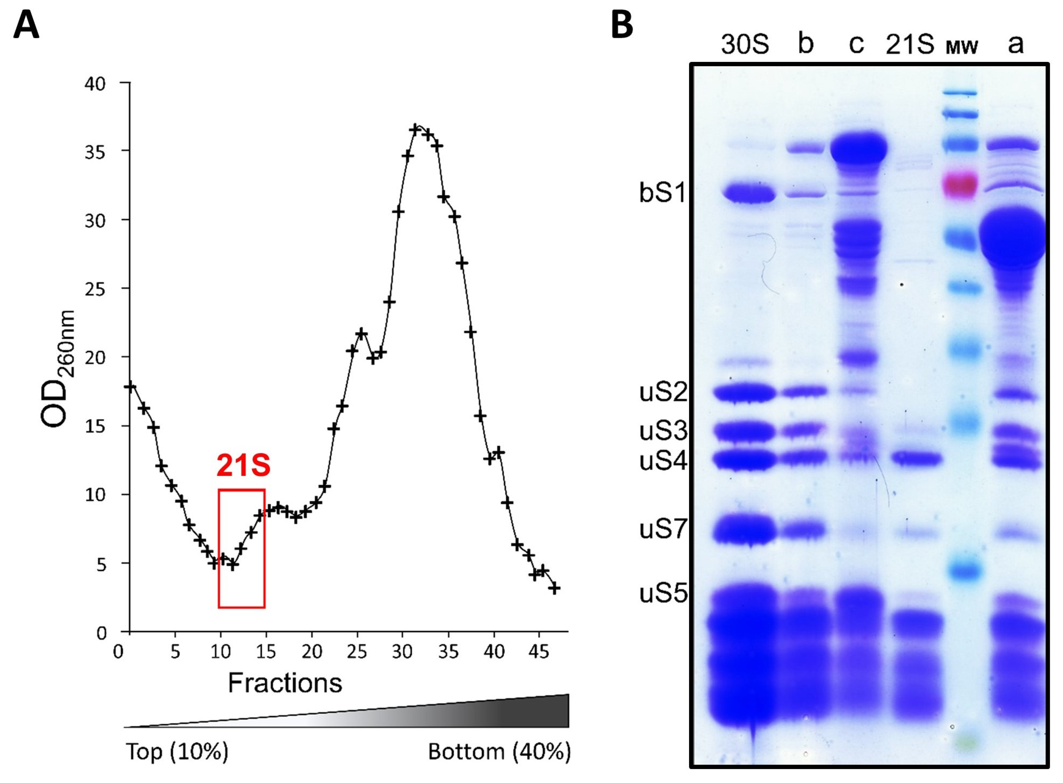 Ijms 24 03491 g003 Ijms 24 03491 g003