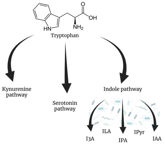 Bacterial Metabolites: A Link between Gut Microbiota and