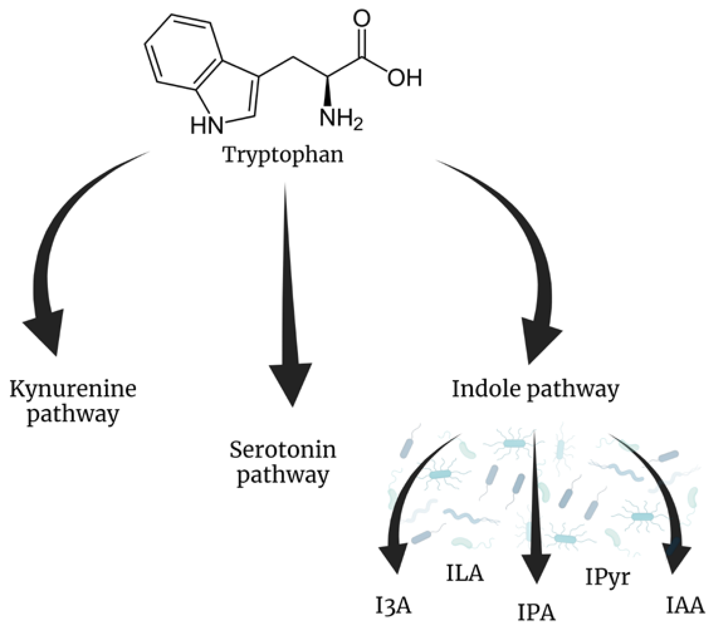 Bacterial Metabolites: A Link between Gut Microbiota and