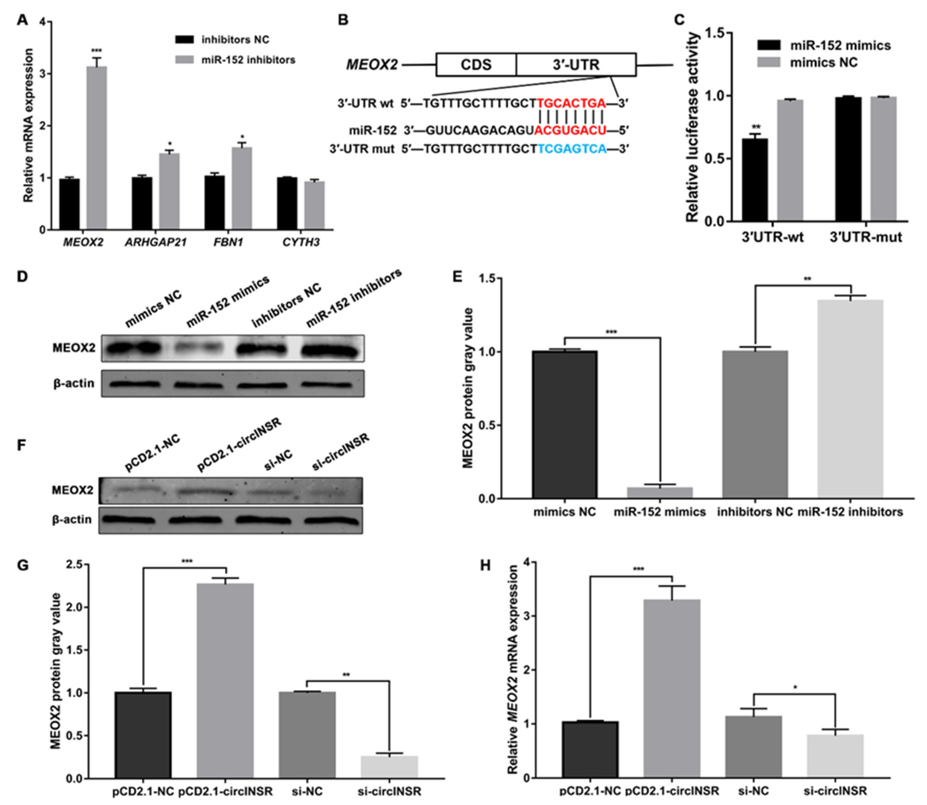Ijms 24 03501 g005 550