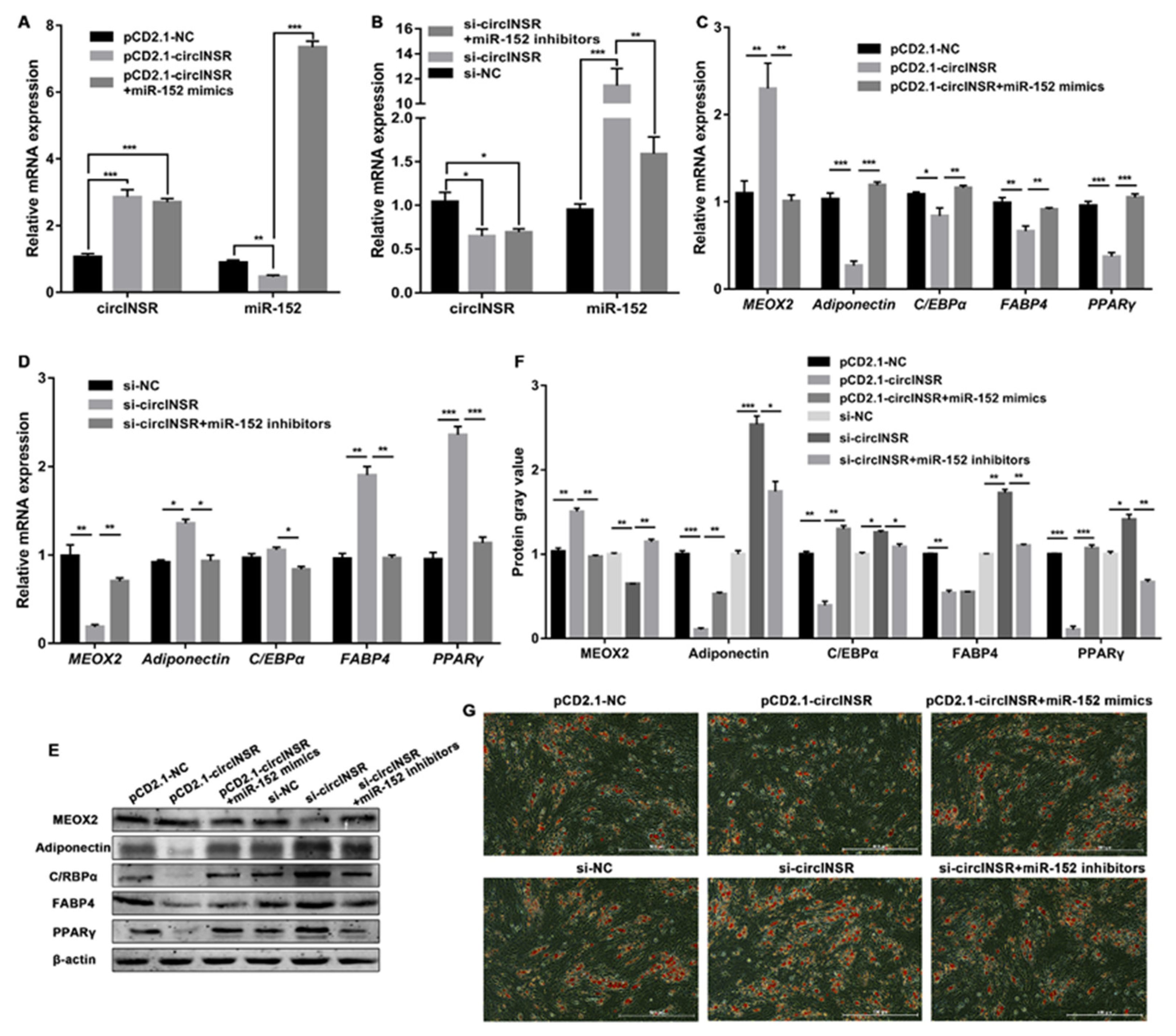 Ijms 24 03501 g007 550