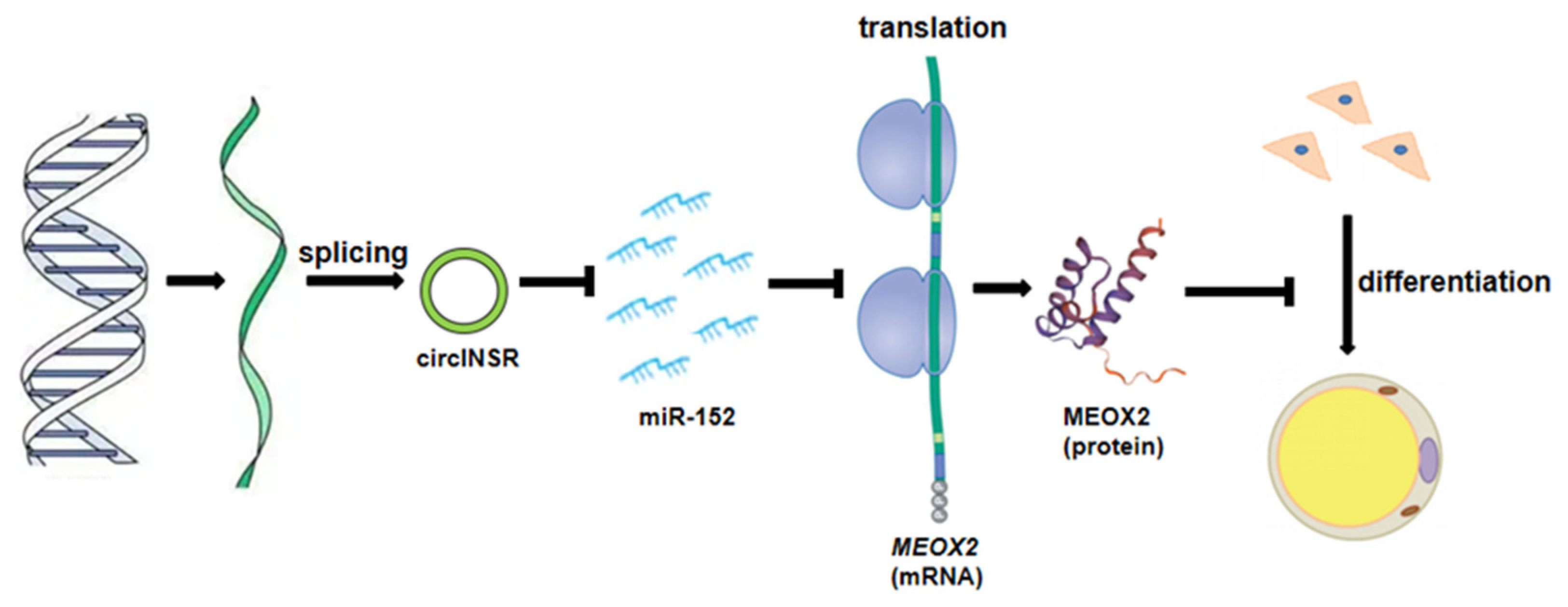 Ijms 24 03501 g008 550