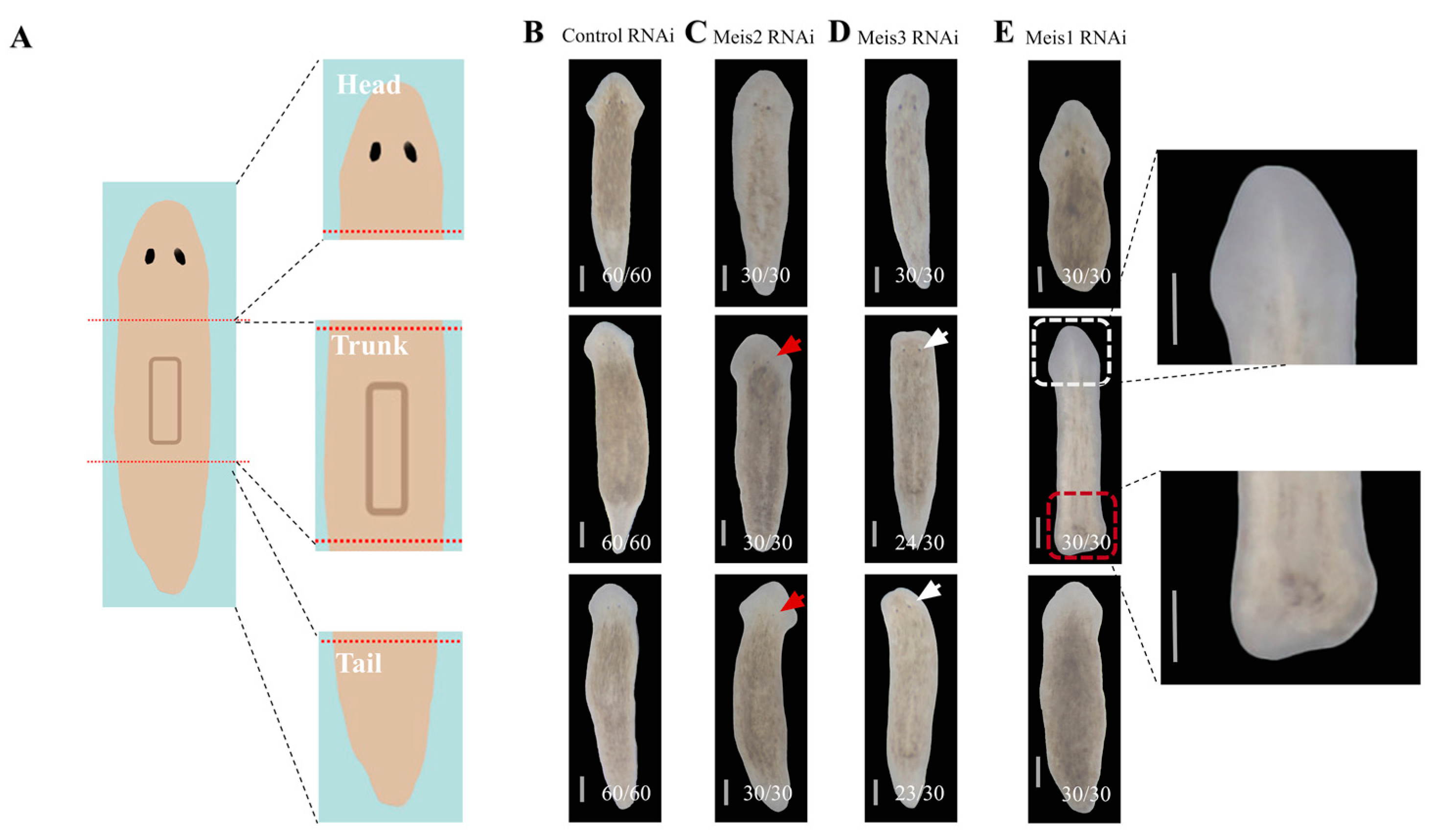 IJMS | Free Full-Text | Meis1 Controls the Differentiation of Eye 