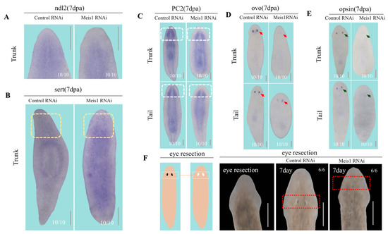 Meis1 Controls the Differentiation of Eye Progenitor Cells