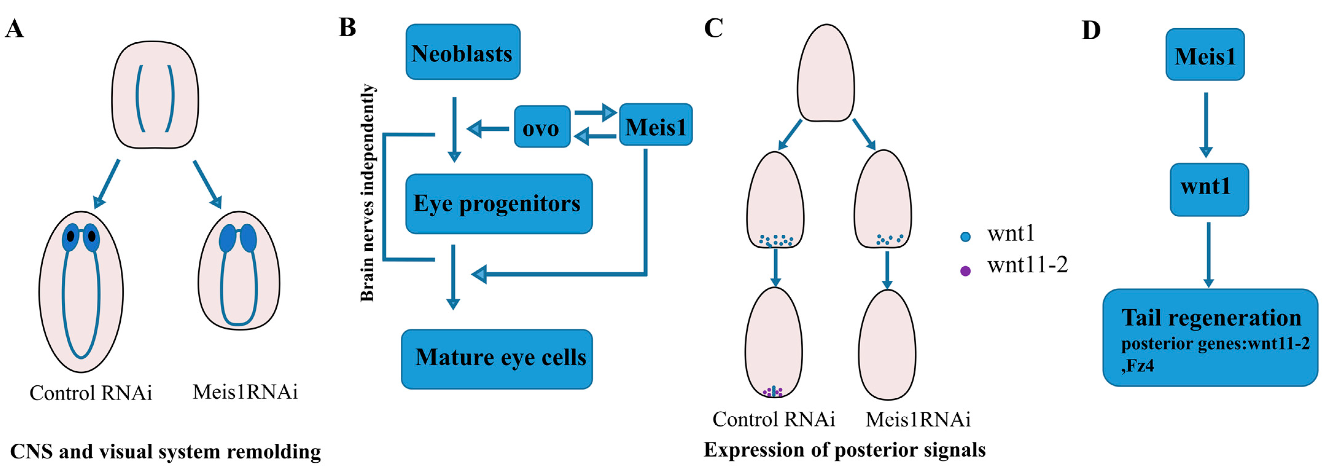 ヒサ Meis1 Controls the Differentiation of Eye Progenitor Cells