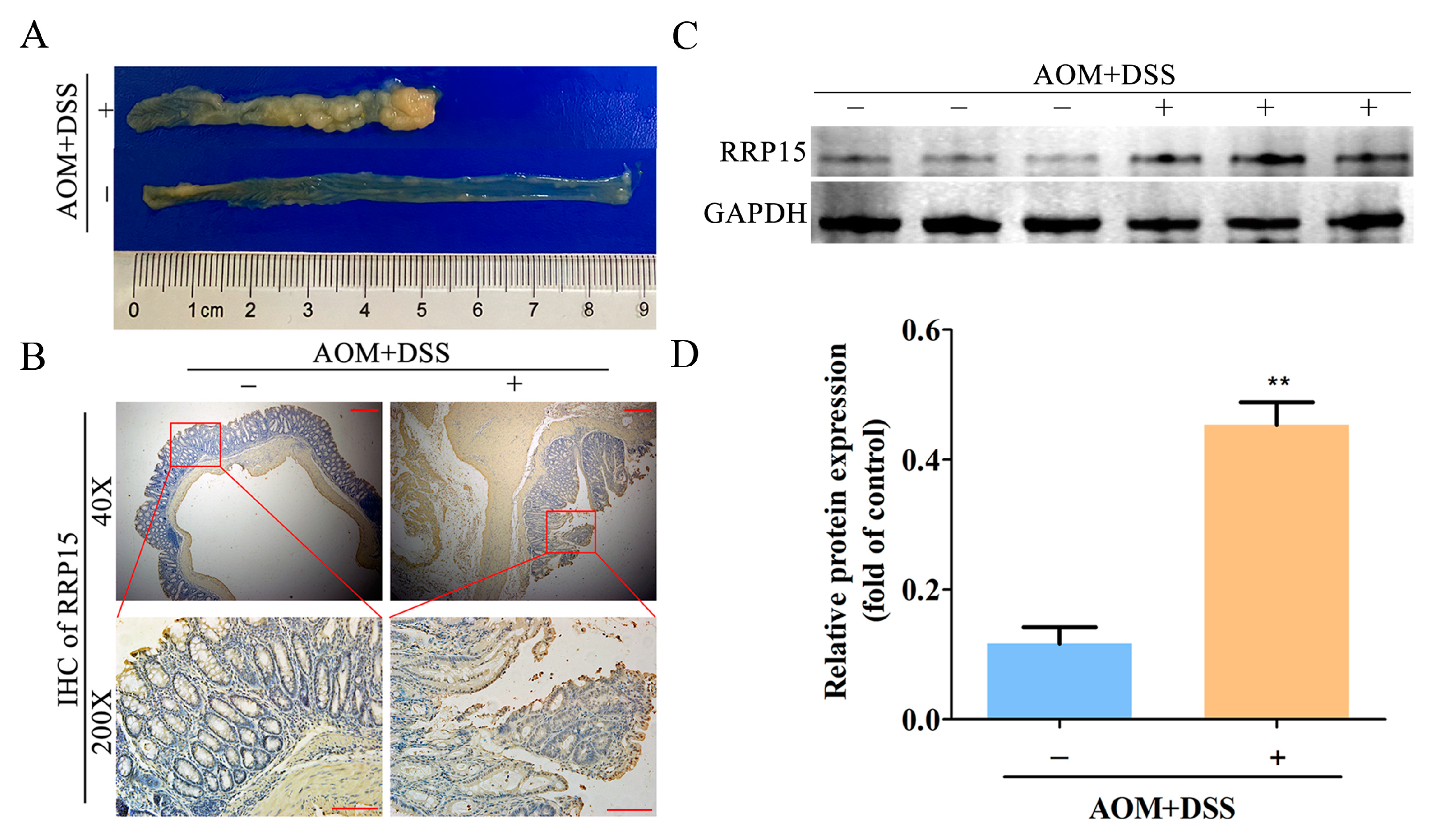 Ijms 24 03528 g002 550