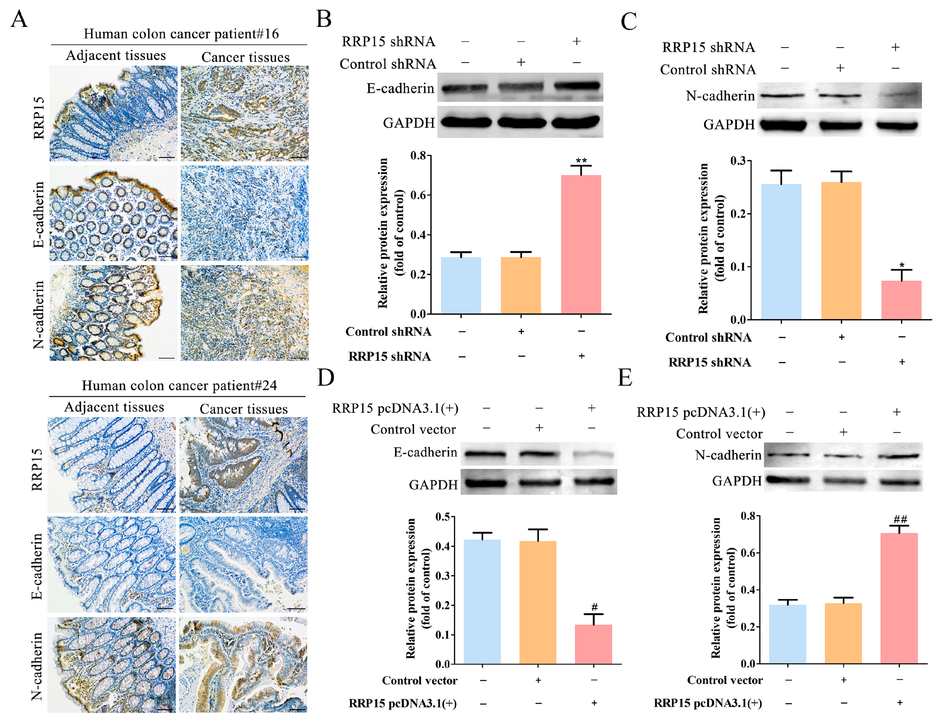 Ijms 24 03528 g007 550