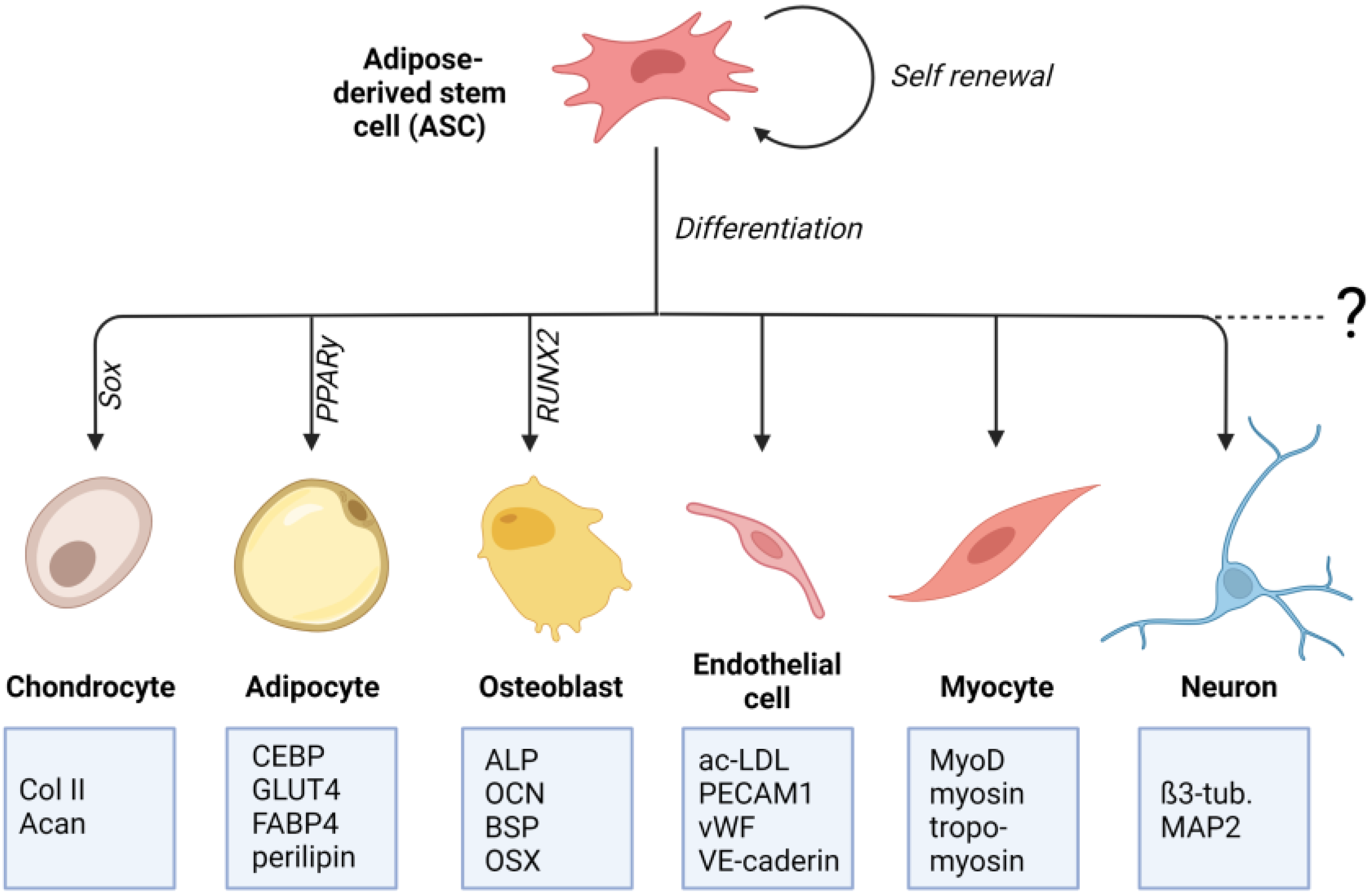 Adipose Stem Cells And Adipose Tissue Cryopreservation Solution Market IJMS | Free Full-Text | How Mechanical and Physicochemical Material