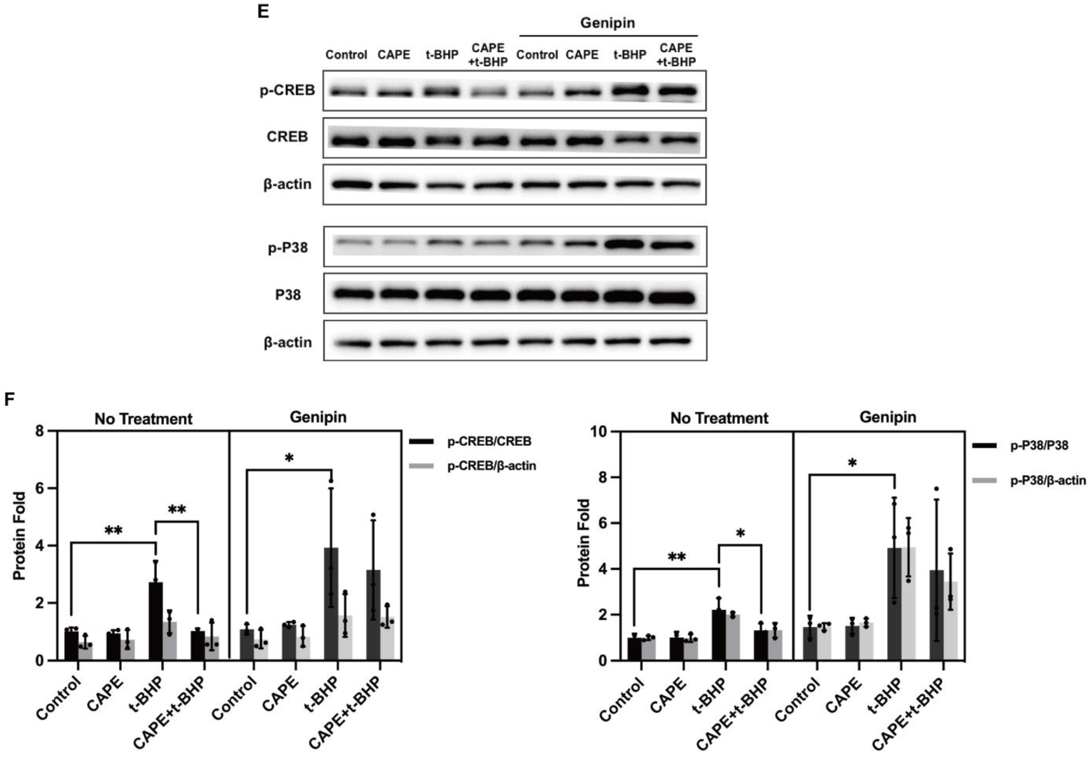 Ijms 24 03565 g010b Ijms 24 03565 g010b