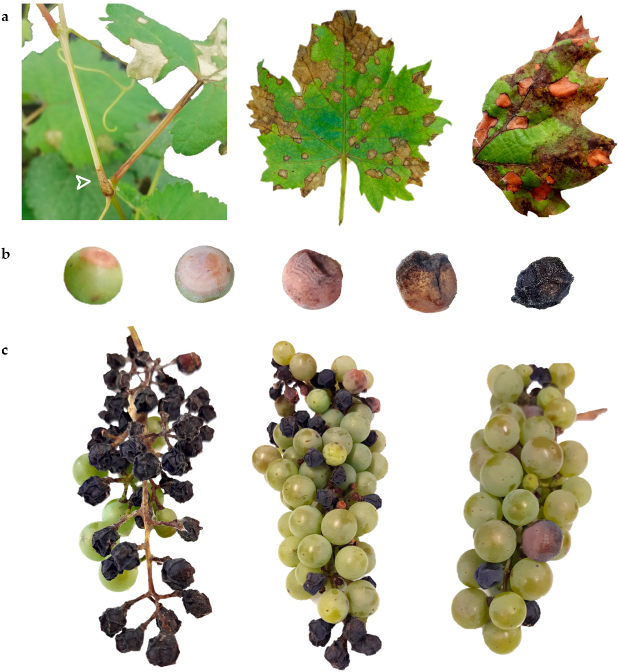 Ijms 24 03568 g001 Ijms 24 03568 g001